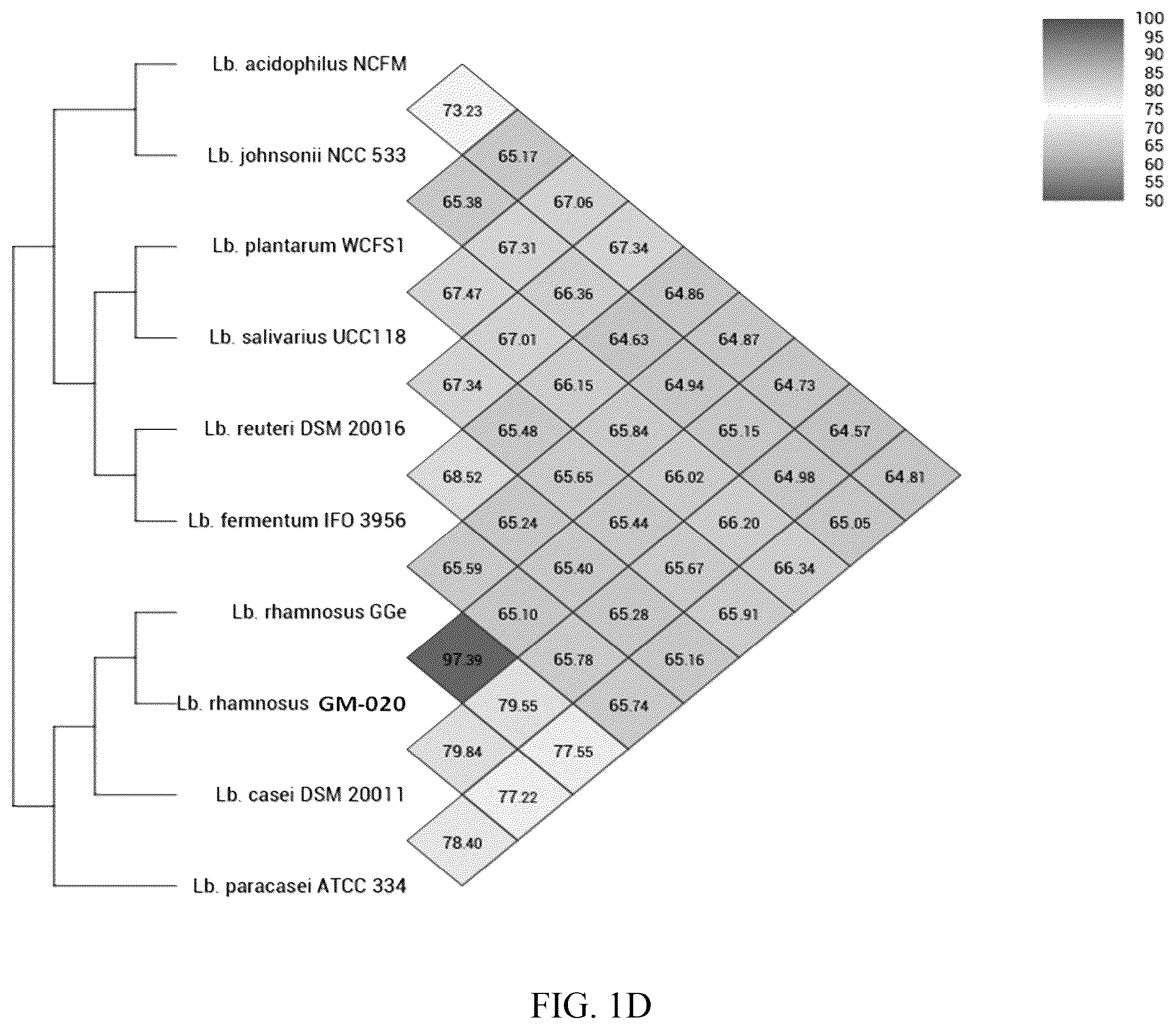 Patent US12576101 Figure 4 – Application based nucleotides of Lactobacillus rhamnosus to prepare a composition for anti-lipogenesis
