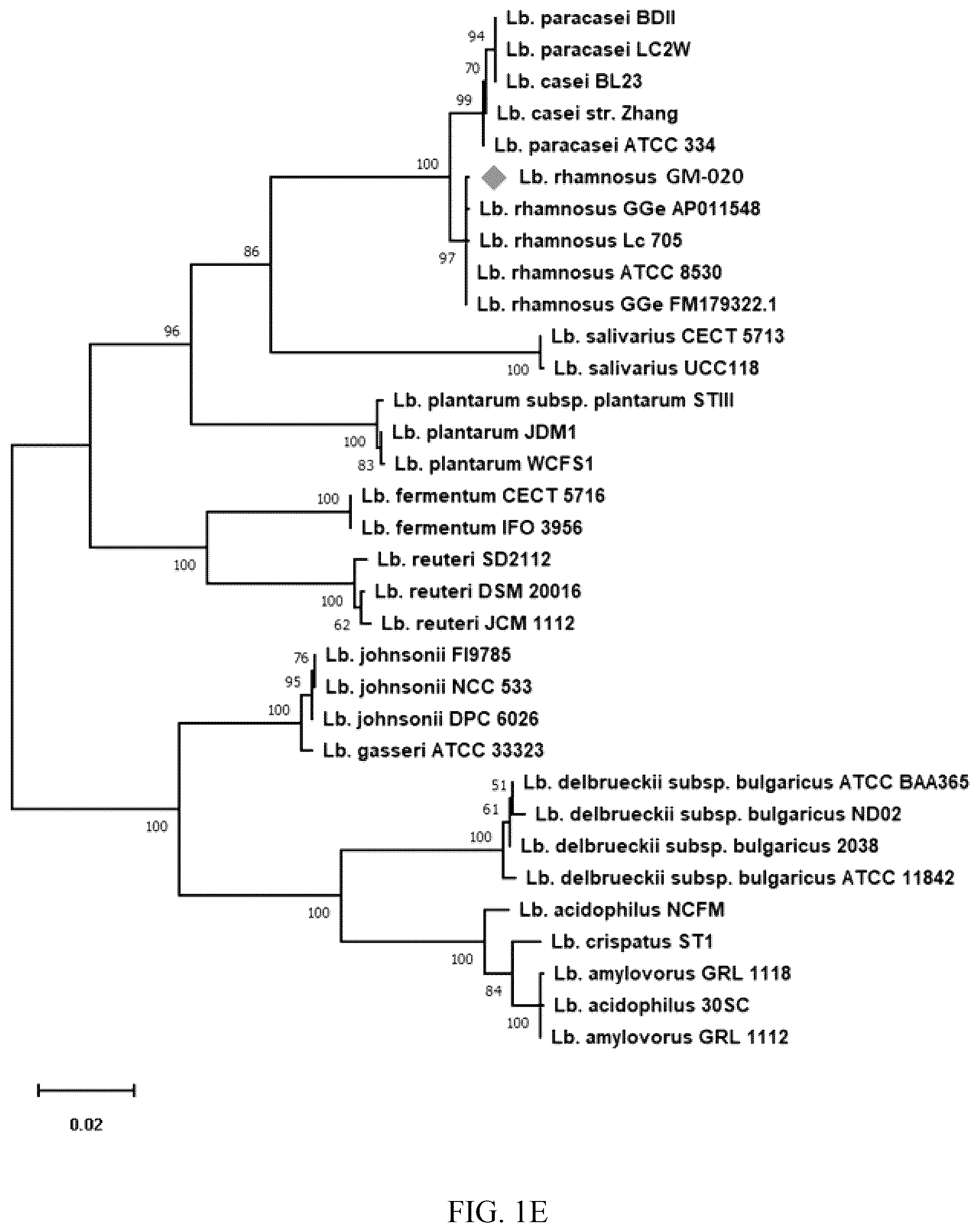 Patent US12576101 Figure 5 – Application based nucleotides of Lactobacillus rhamnosus to prepare a composition for anti-lipogenesis
