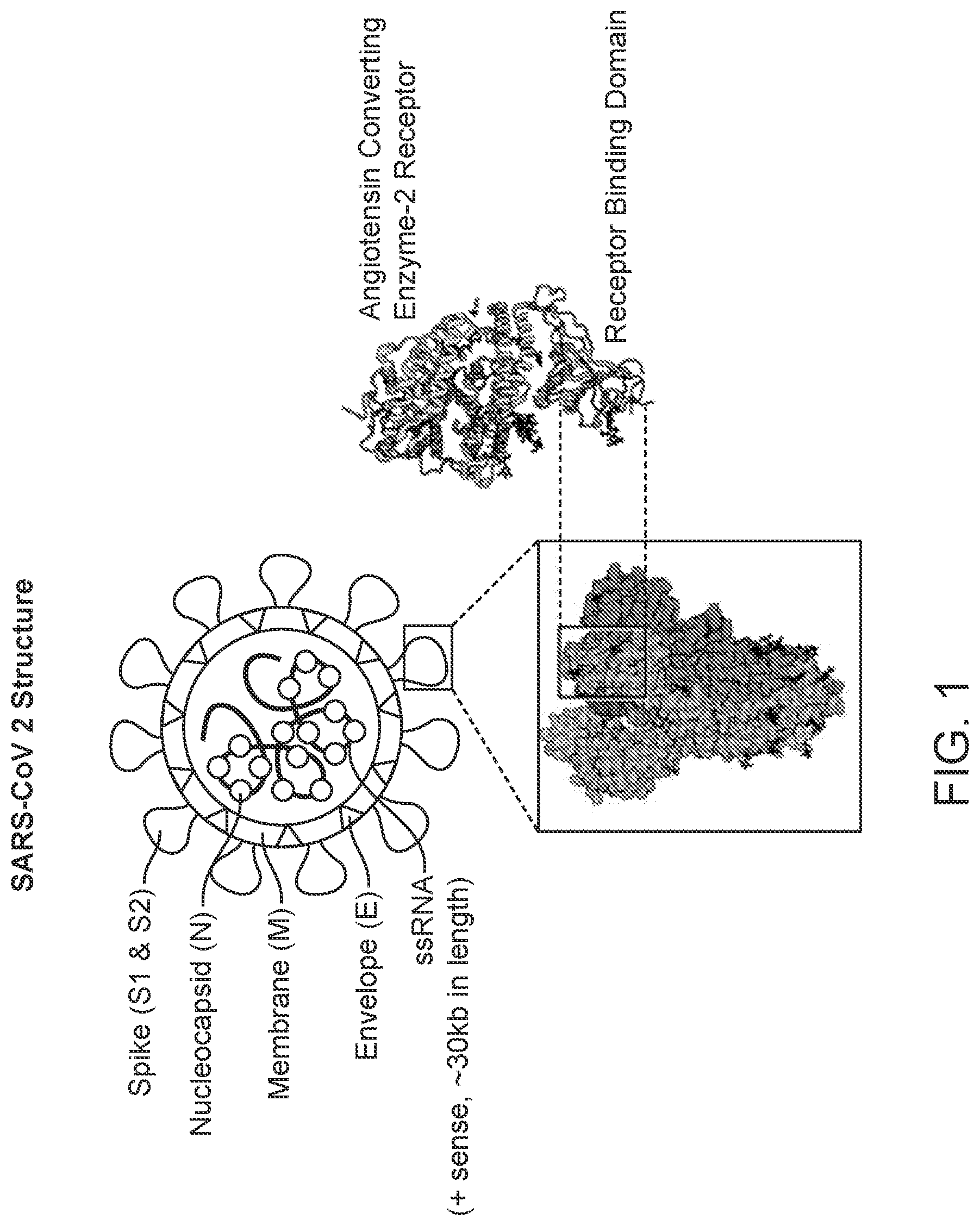 Patent US12576103 Figure 1 – Heparin and N-acetylcysteine for the treatment of lung injury