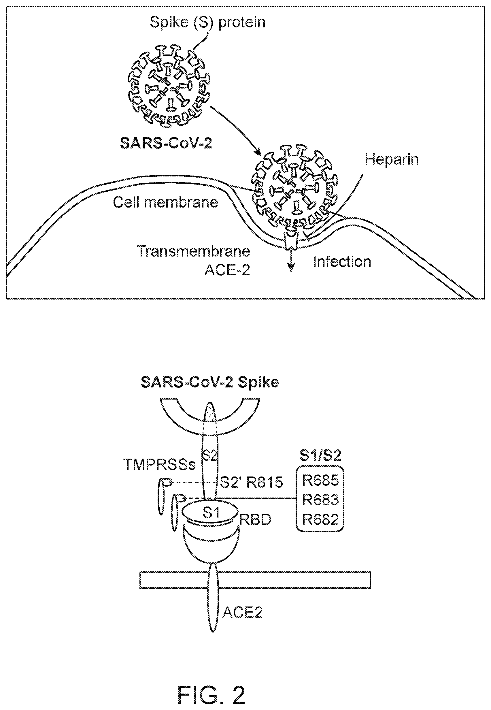 Patent US12576103 Figure 2 – Heparin and N-acetylcysteine for the treatment of lung injury