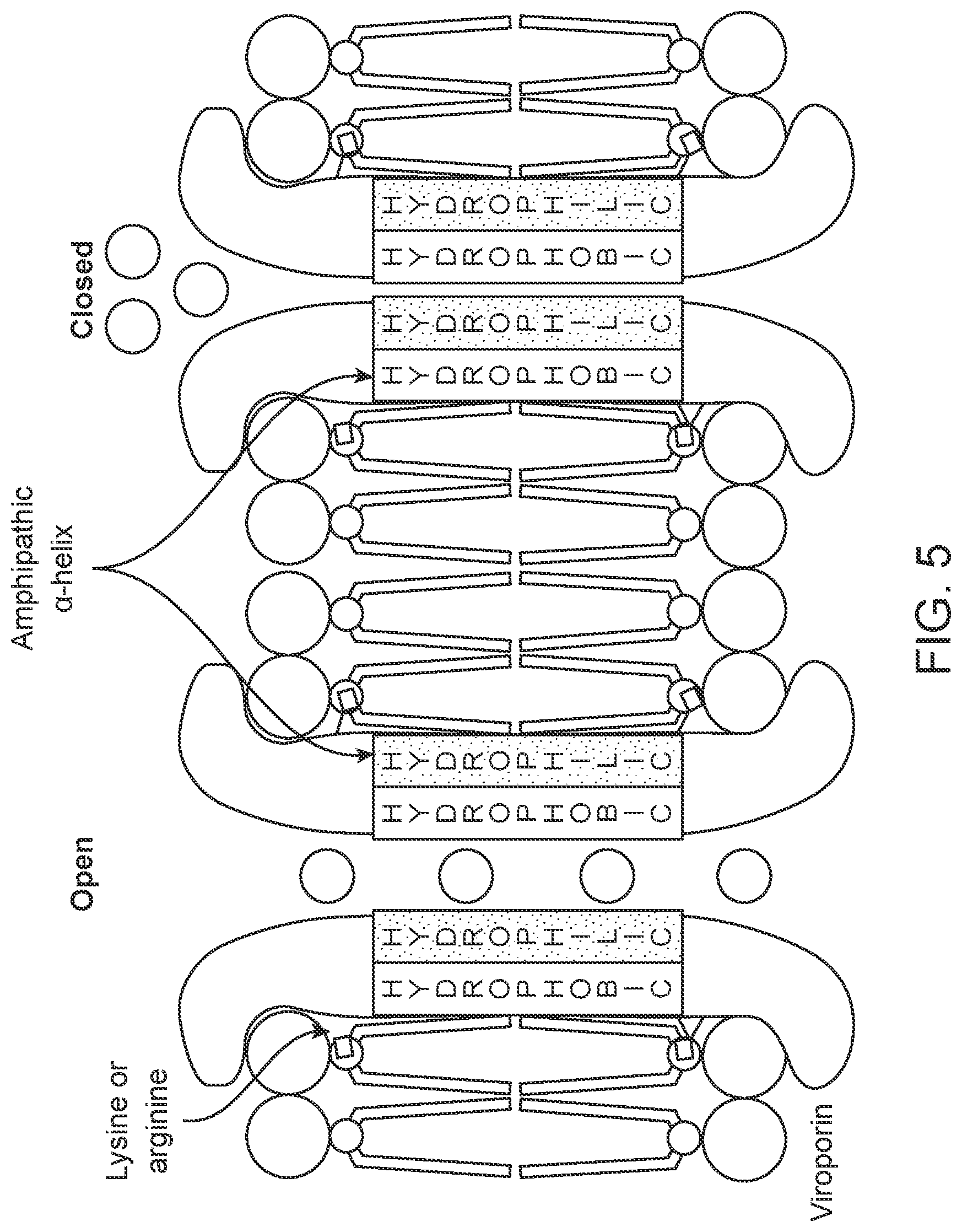 Patent US12576103 Figure 4 – Heparin and N-acetylcysteine for the treatment of lung injury