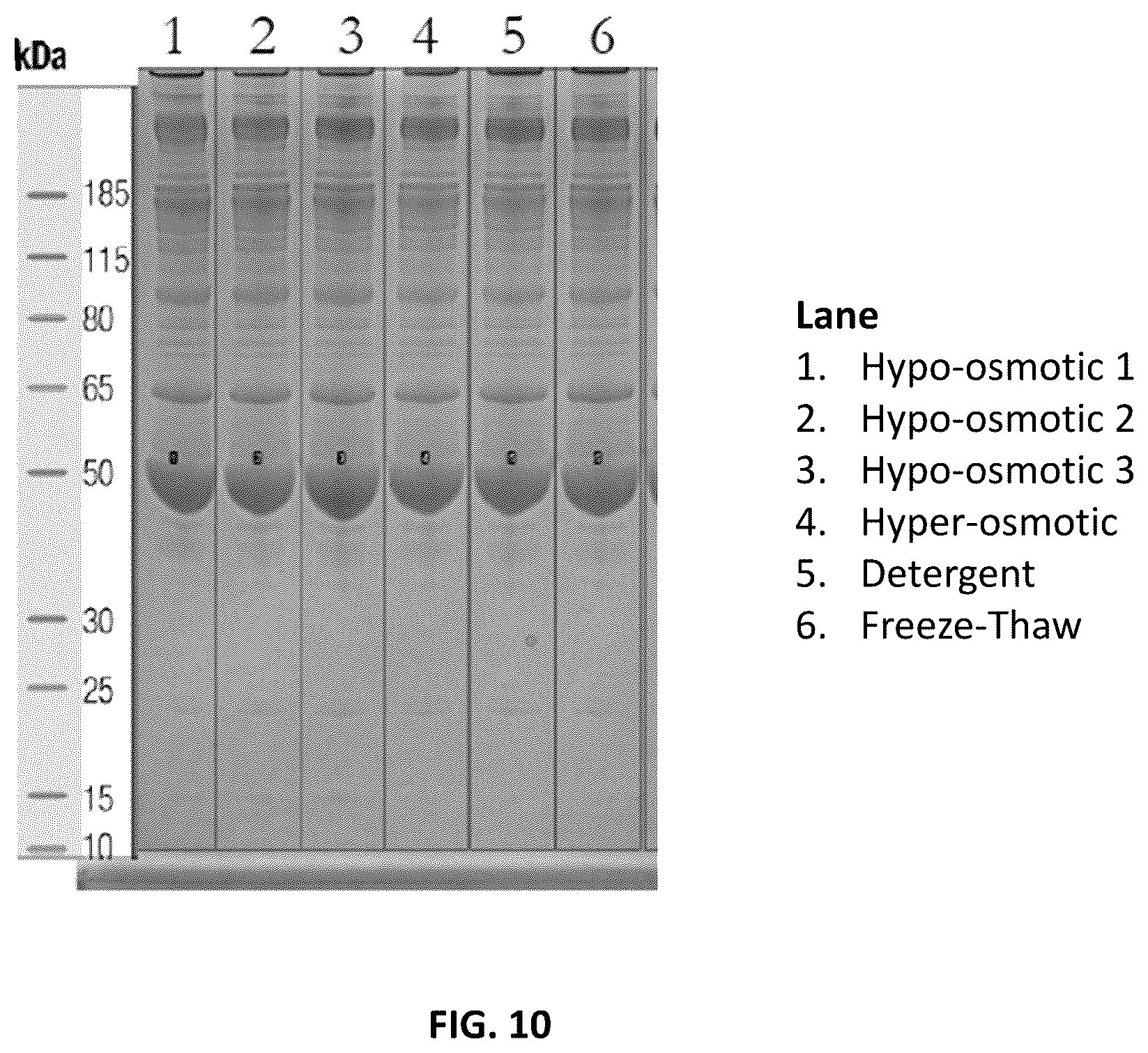 Patent US12576109 Figure 10 – Allogeneic human plasma and platelet derived products and uses thereof