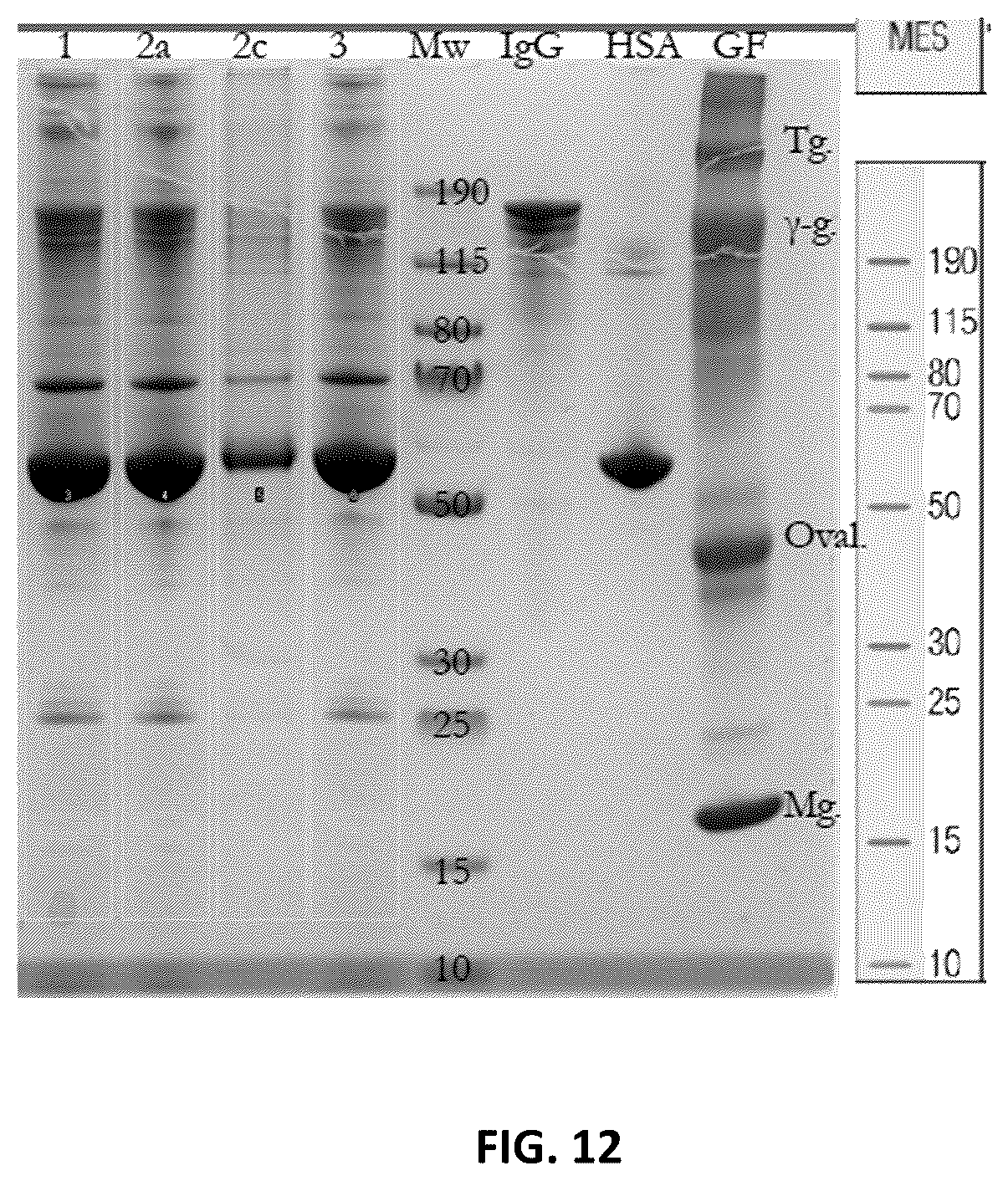 Patent US12576109 Figure 12 – Allogeneic human plasma and platelet derived products and uses thereof