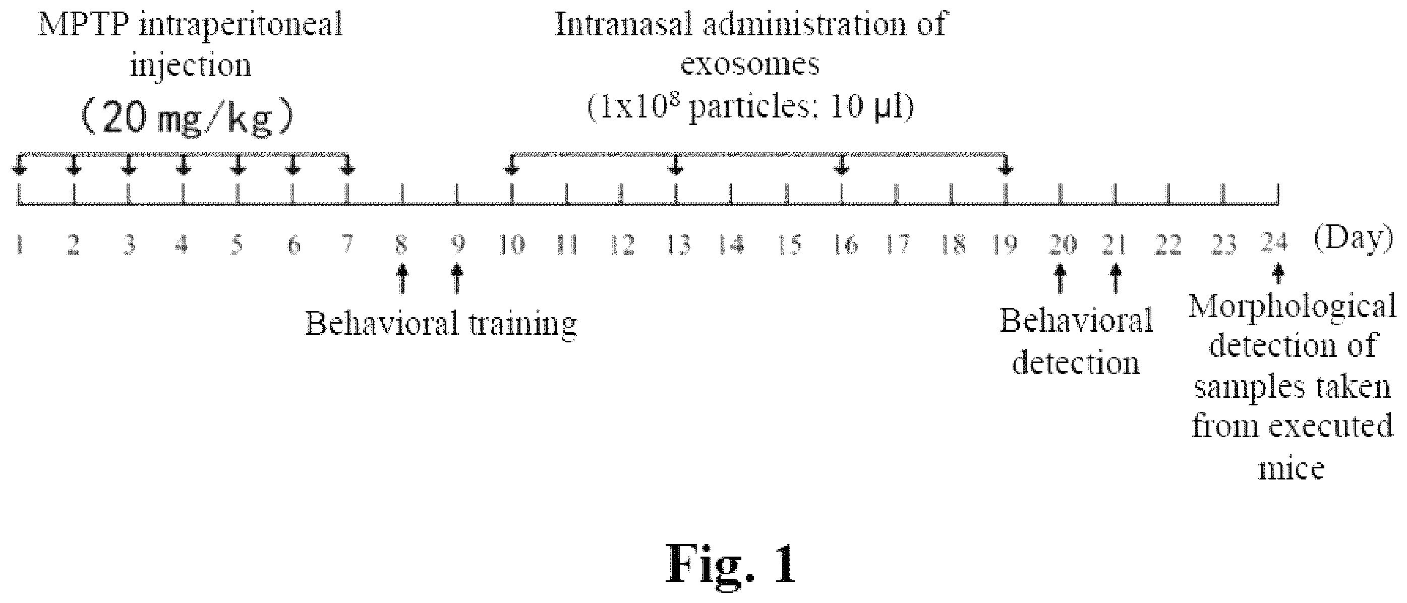 Patent US12576111 Figure 1 – Application of BMSC-exos in treating PD