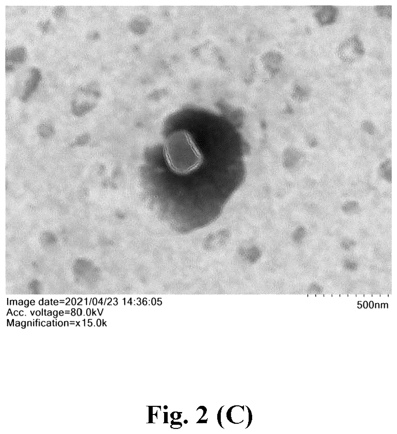 Patent US12576111 Figure 3 – Application of BMSC-exos in treating PD