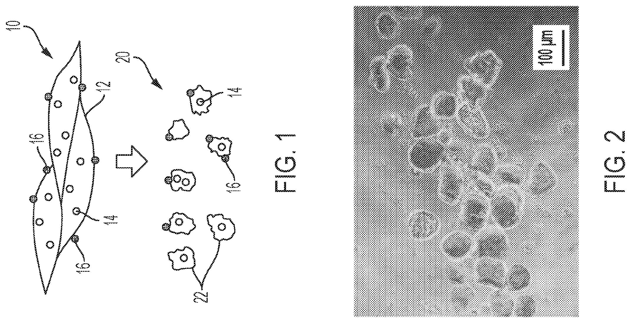 Patent US12576113 Figure 1 – Rotator cuff therapy using muscle fiber fragments