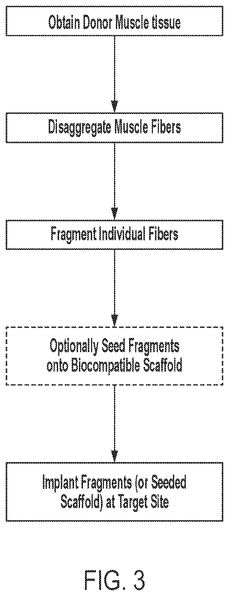 Patent US12576113 Figure 2 – Rotator cuff therapy using muscle fiber fragments