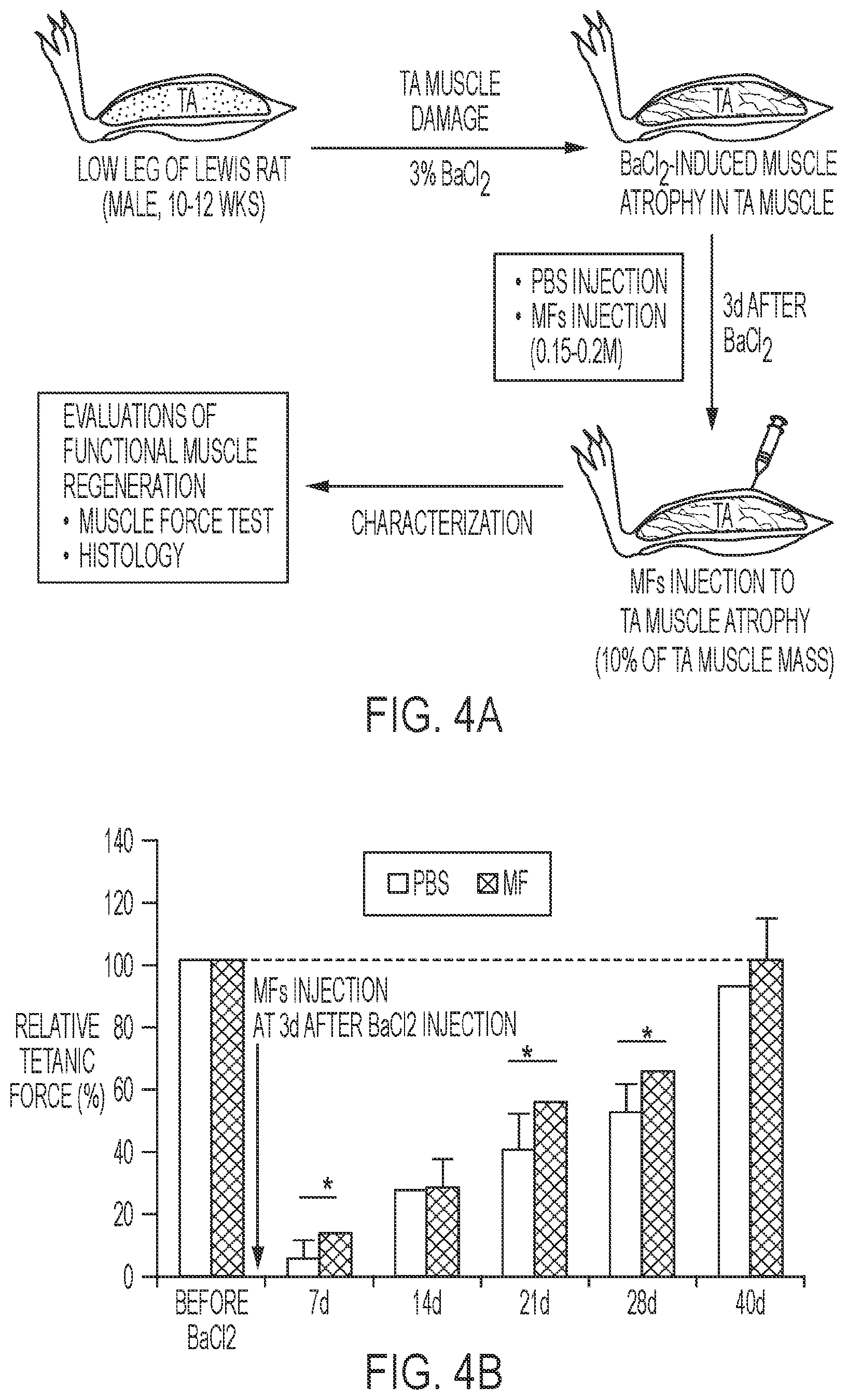 Patent US12576113 Figure 3 – Rotator cuff therapy using muscle fiber fragments