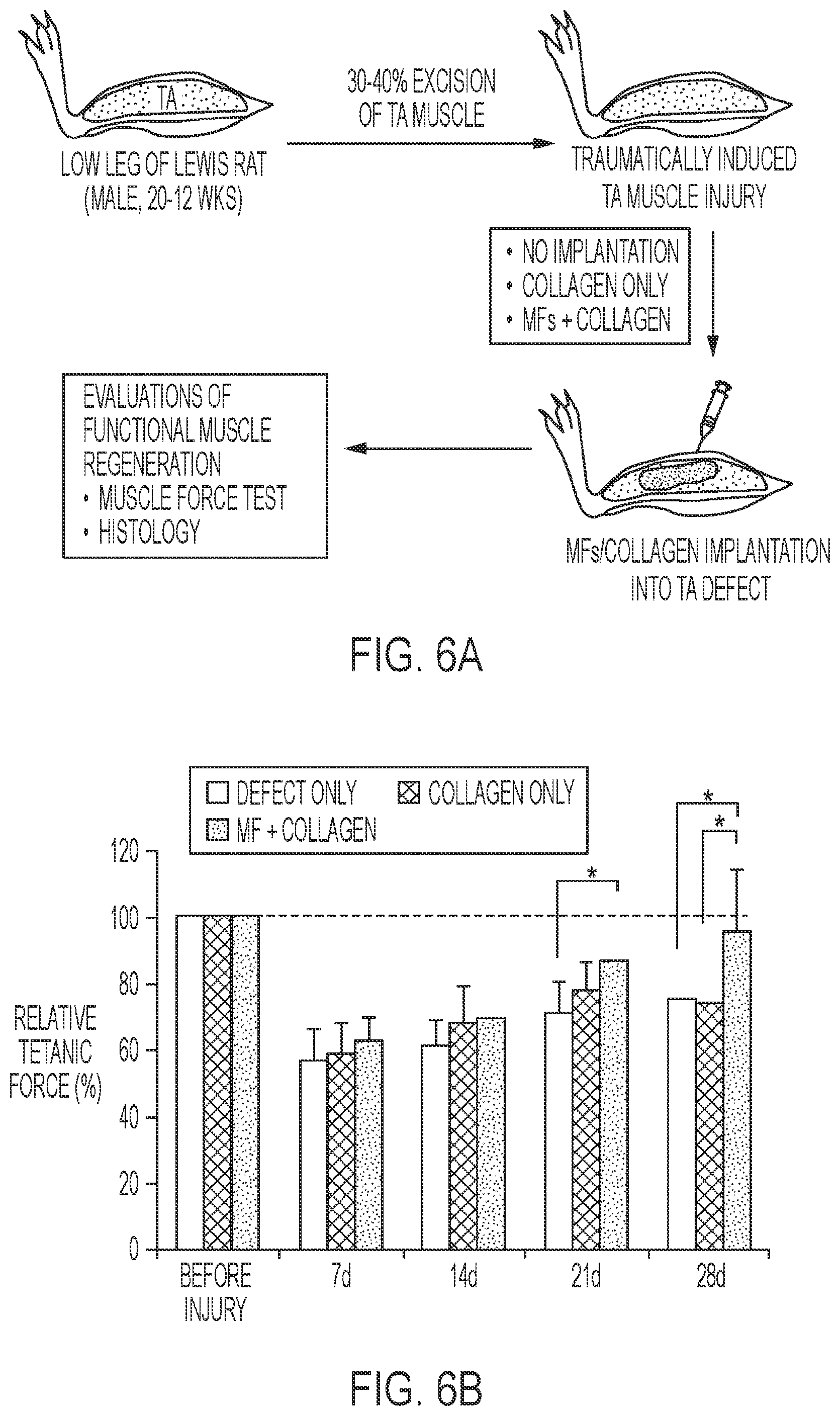 Patent US12576113 Figure 5 – Rotator cuff therapy using muscle fiber fragments