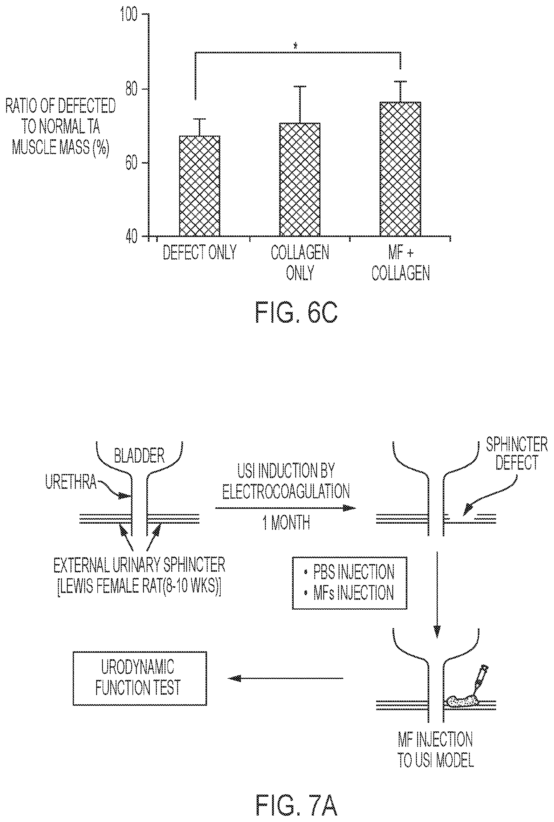 Patent US12576113 Figure 6 – Rotator cuff therapy using muscle fiber fragments
