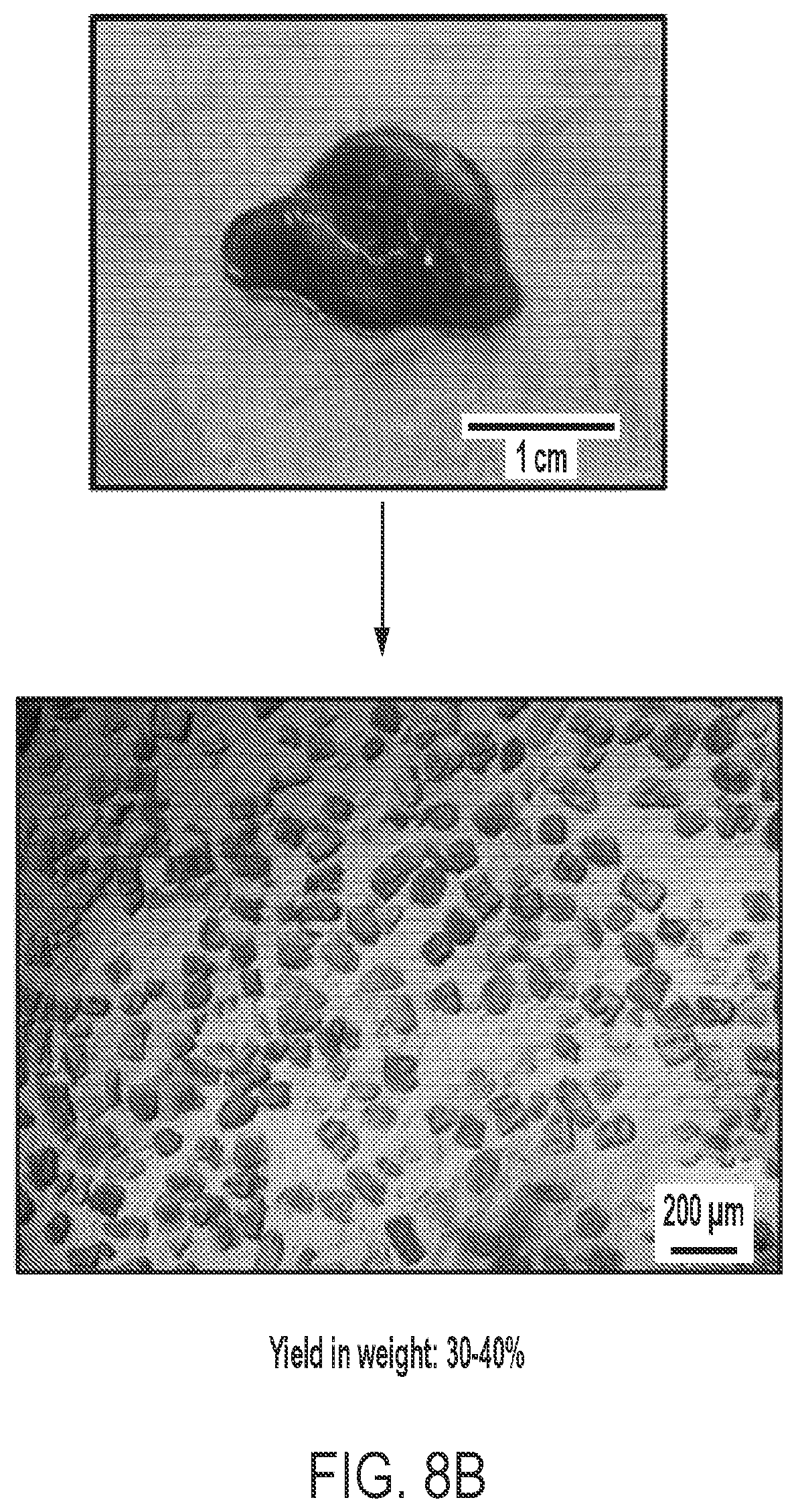 Patent US12576113 Figure 8 – Rotator cuff therapy using muscle fiber fragments