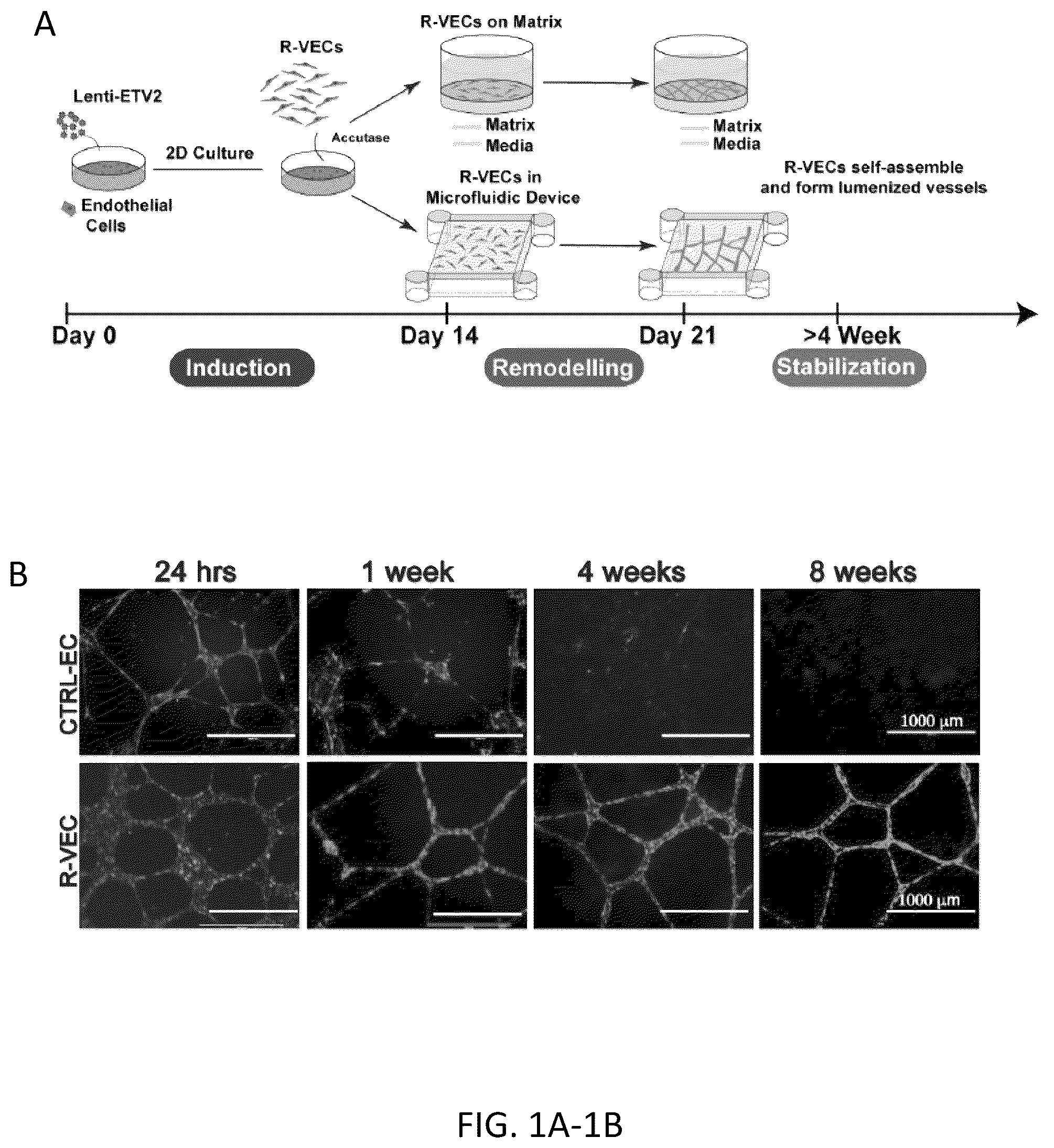 Patent US12576114 Figure 1 – Methods of functional vascularization of pancreatic islets and beta-cell organoids