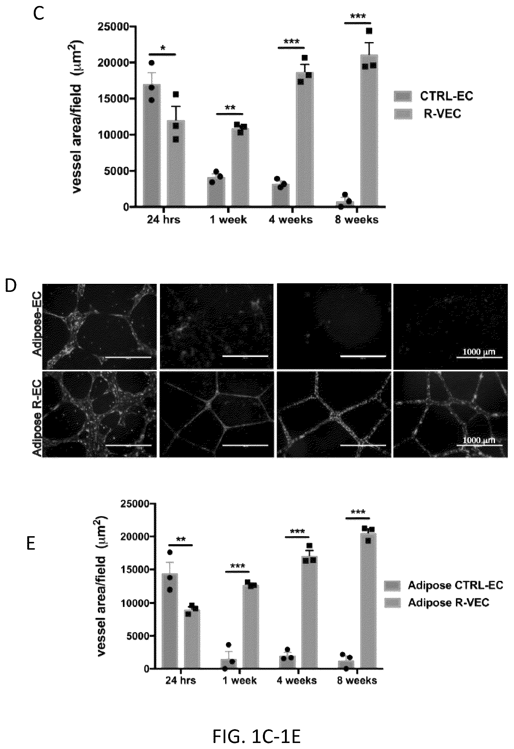 Patent US12576114 Figure 2 – Methods of functional vascularization of pancreatic islets and beta-cell organoids