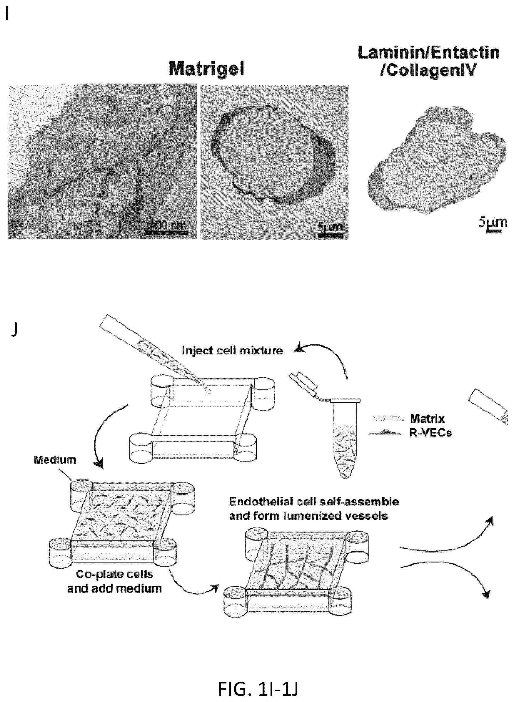 Patent US12576114 Figure 4 – Methods of functional vascularization of pancreatic islets and beta-cell organoids
