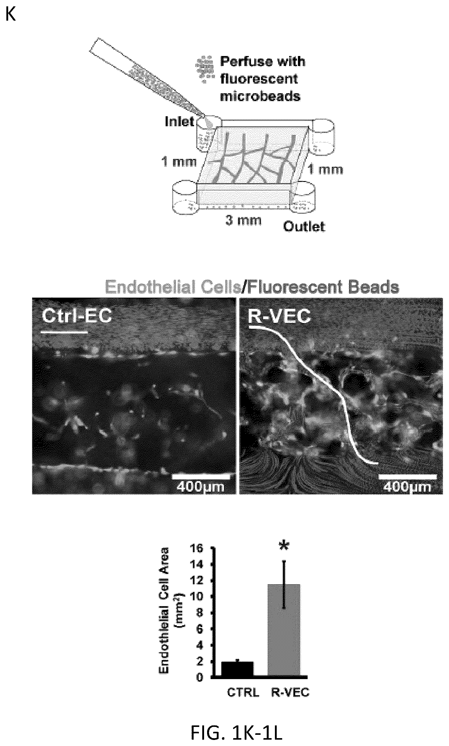 Patent US12576114 Figure 5 – Methods of functional vascularization of pancreatic islets and beta-cell organoids