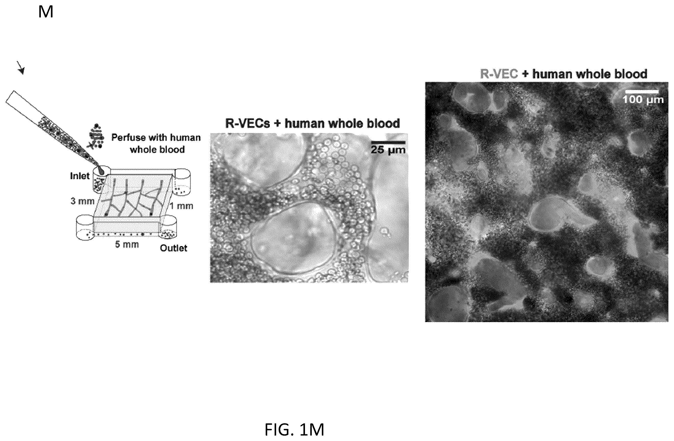 Patent US12576114 Figure 7 – Methods of functional vascularization of pancreatic islets and beta-cell organoids