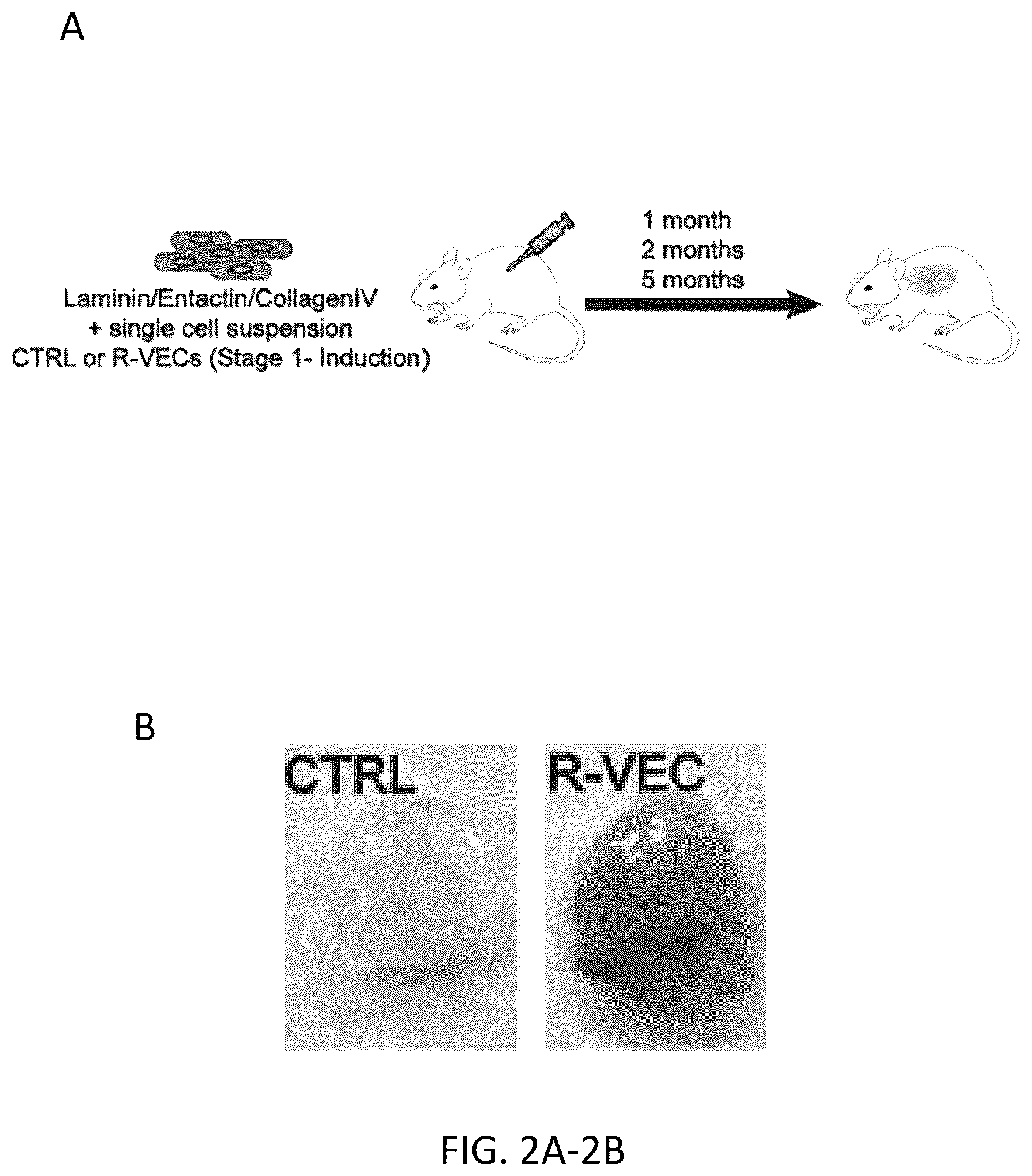 Patent US12576114 Figure 8 – Methods of functional vascularization of pancreatic islets and beta-cell organoids