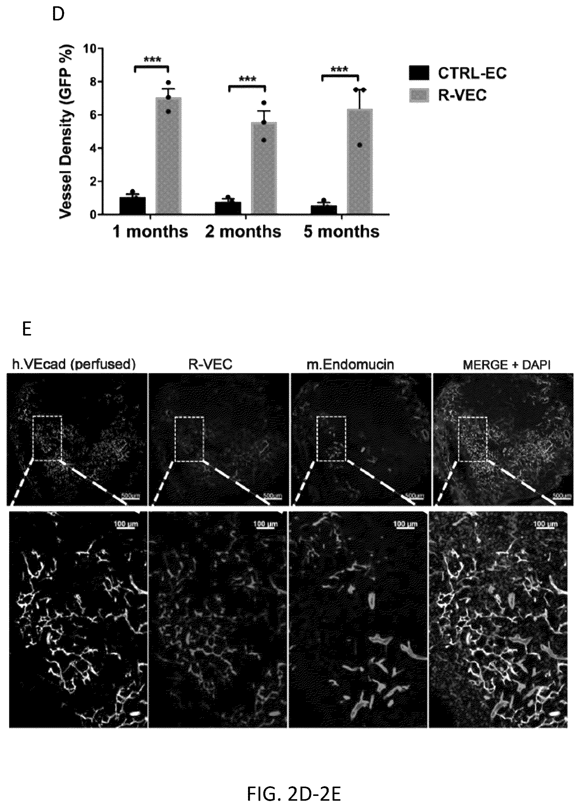 Patent US12576114 Figure 10 – Methods of functional vascularization of pancreatic islets and beta-cell organoids