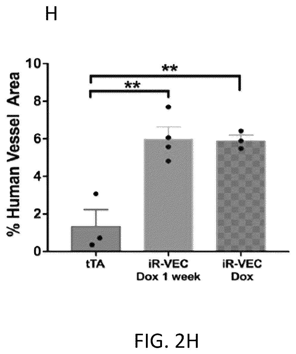 Patent US12576114 Figure 13 – Methods of functional vascularization of pancreatic islets and beta-cell organoids