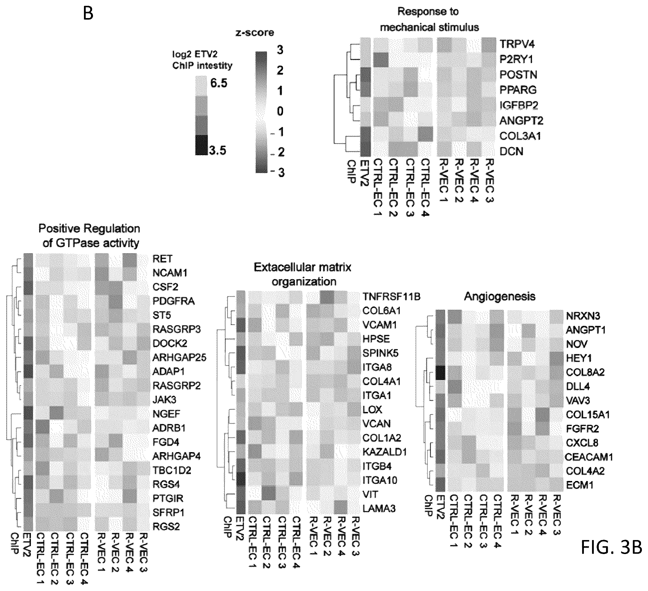Patent US12576114 Figure 15 – Methods of functional vascularization of pancreatic islets and beta-cell organoids