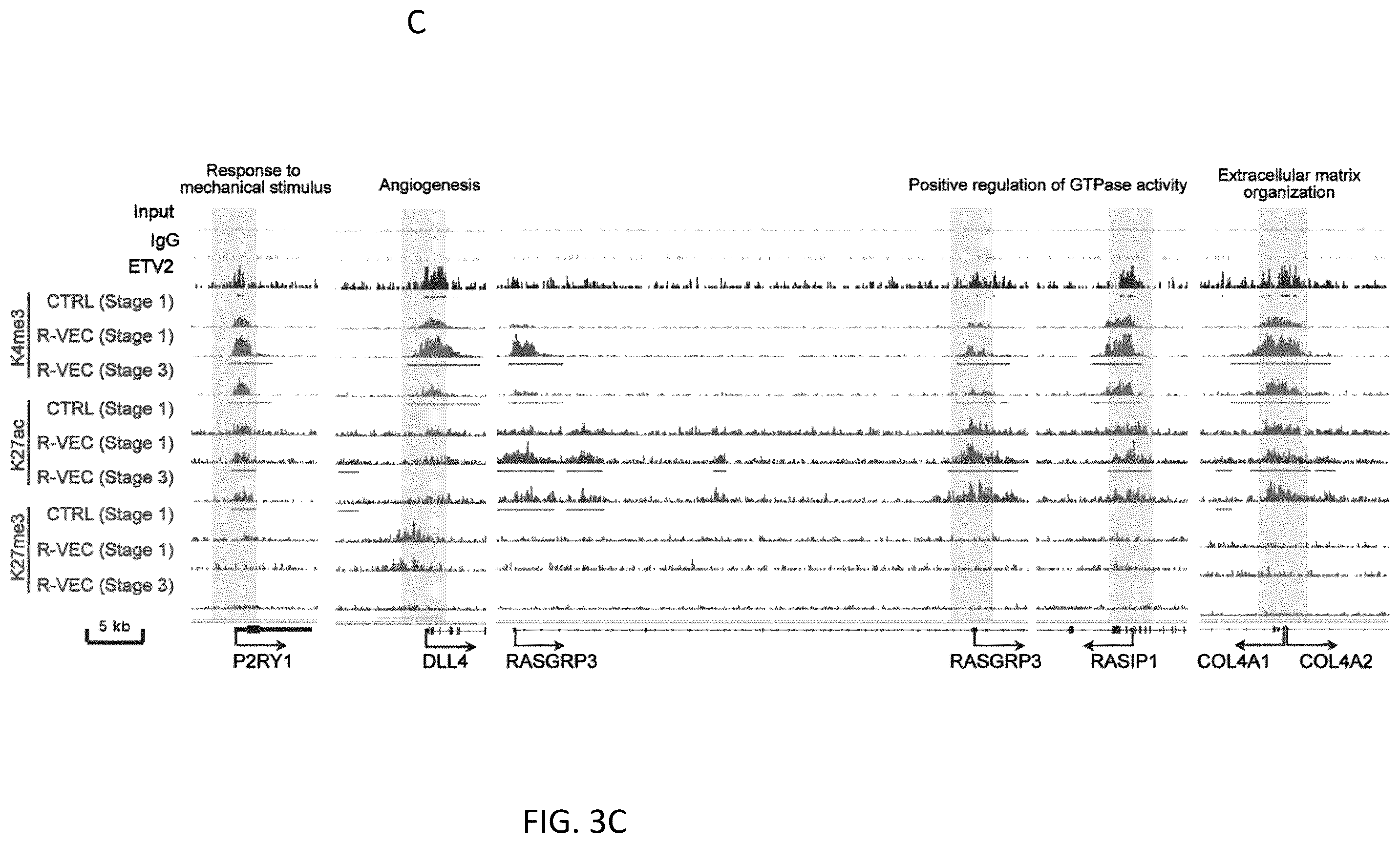 Patent US12576114 Figure 16 – Methods of functional vascularization of pancreatic islets and beta-cell organoids