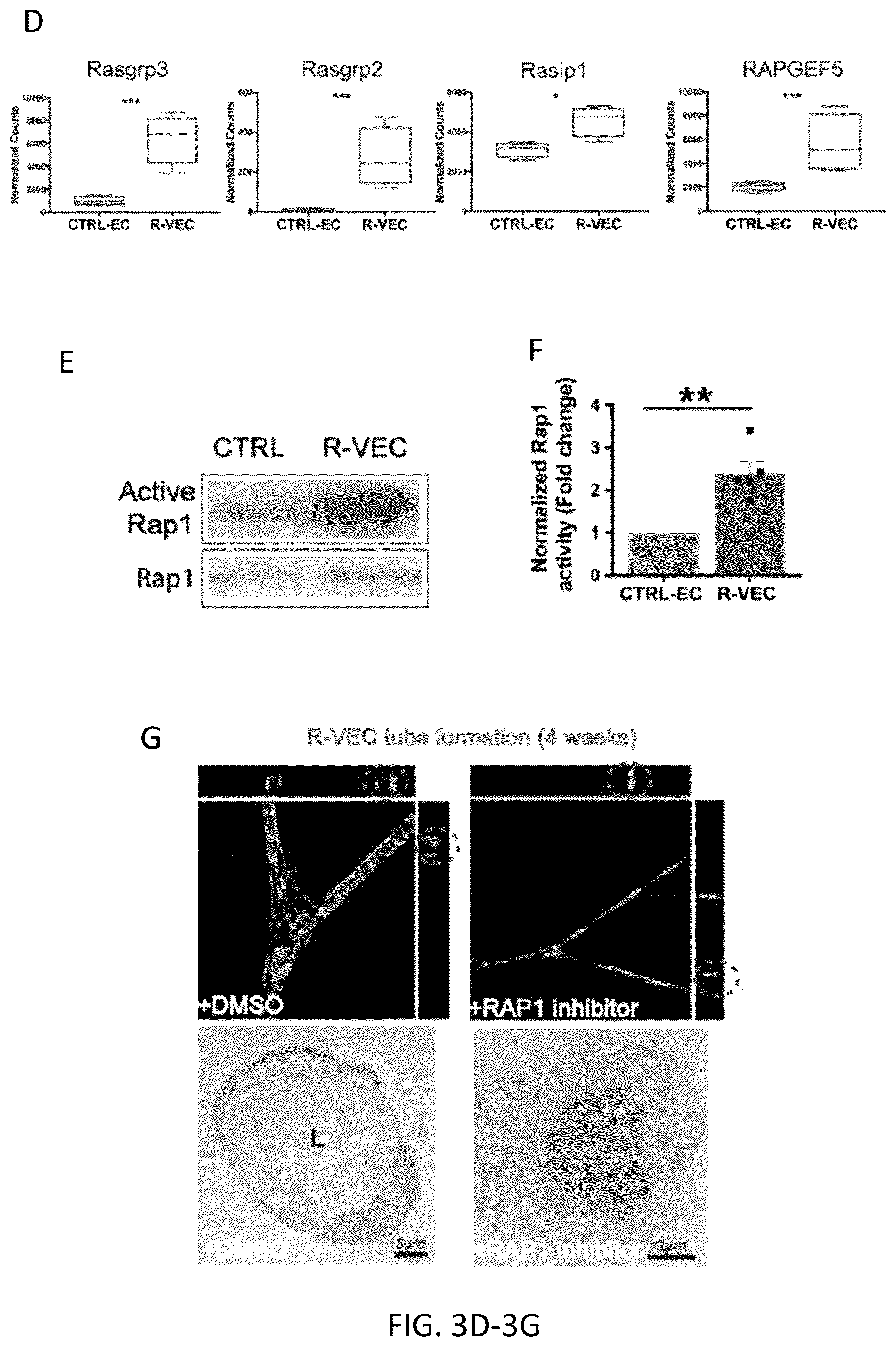 Patent US12576114 Figure 17 – Methods of functional vascularization of pancreatic islets and beta-cell organoids