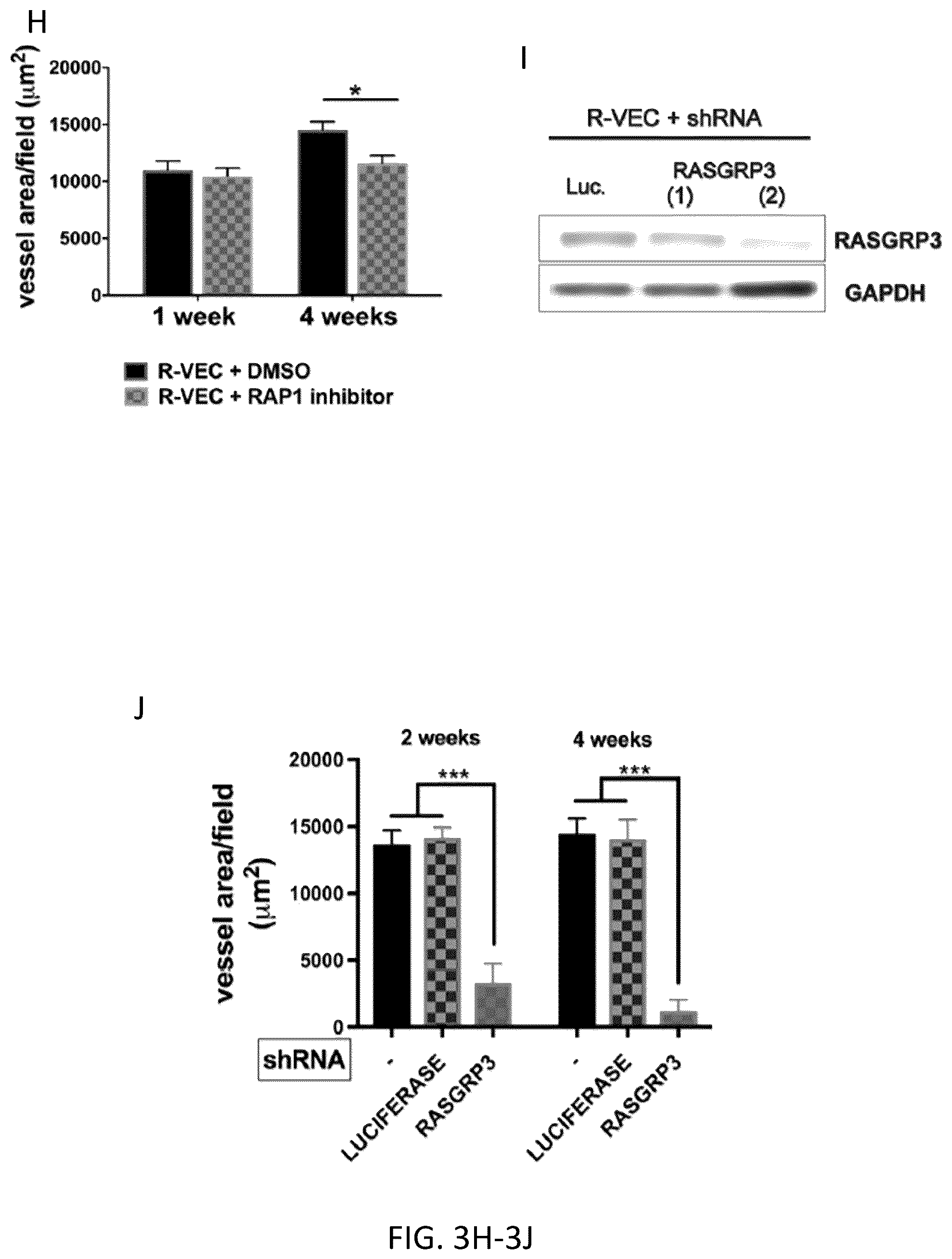 Patent US12576114 Figure 18 – Methods of functional vascularization of pancreatic islets and beta-cell organoids
