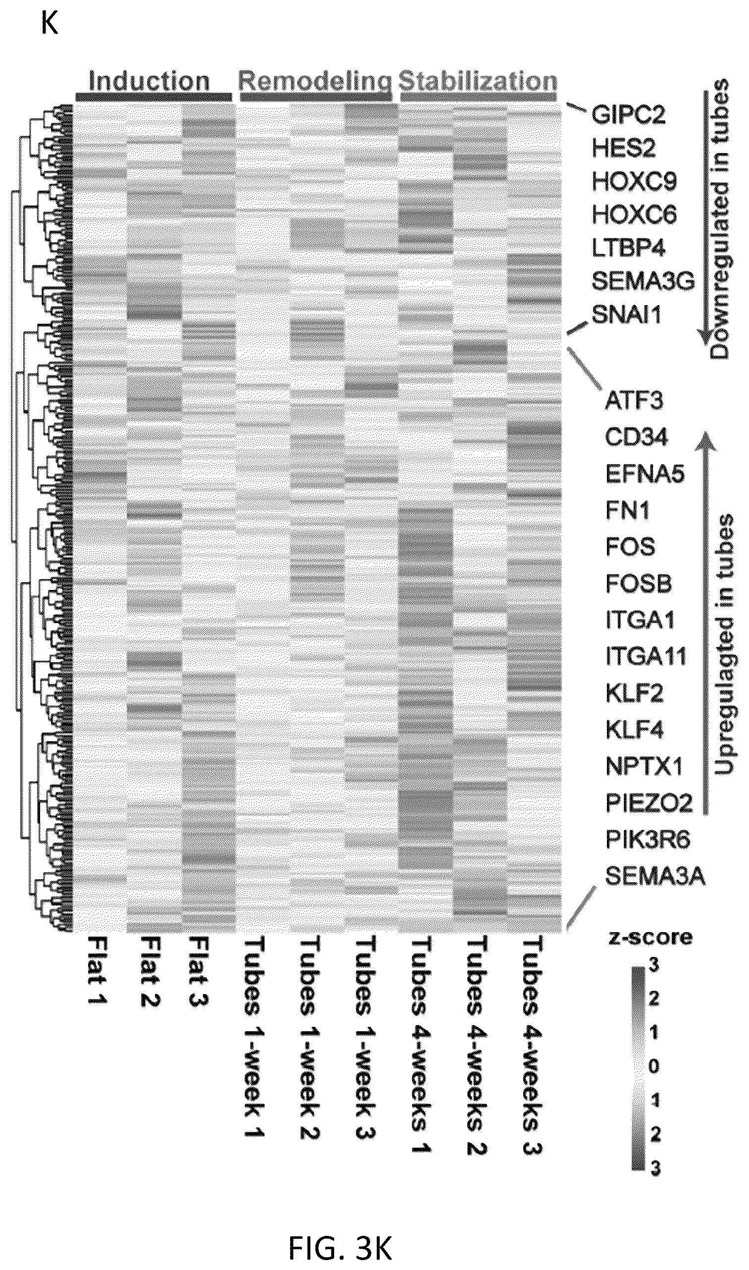 Patent US12576114 Figure 19 – Methods of functional vascularization of pancreatic islets and beta-cell organoids