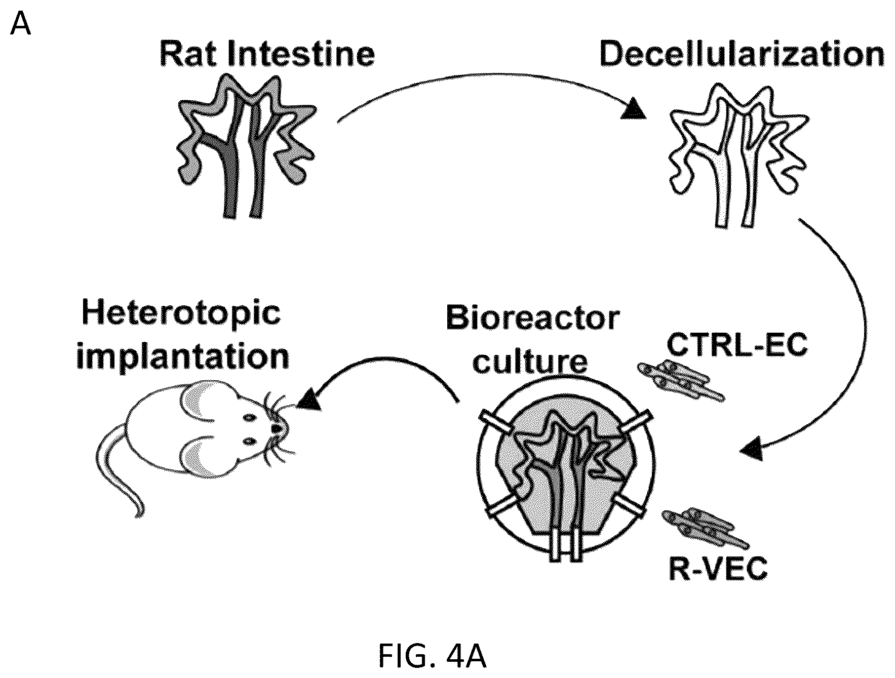 Patent US12576114 Figure 20 – Methods of functional vascularization of pancreatic islets and beta-cell organoids