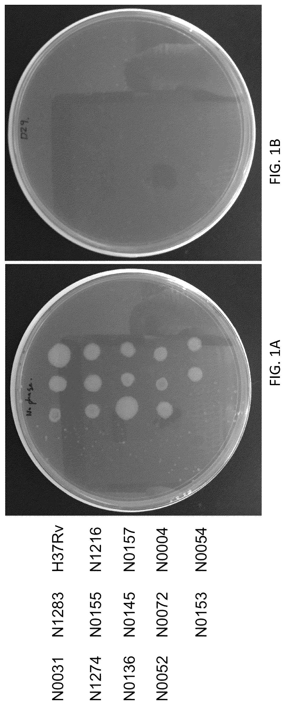 Patent US12576118 — Bacteriophages for the treatment of tuberculosis — Figure 1