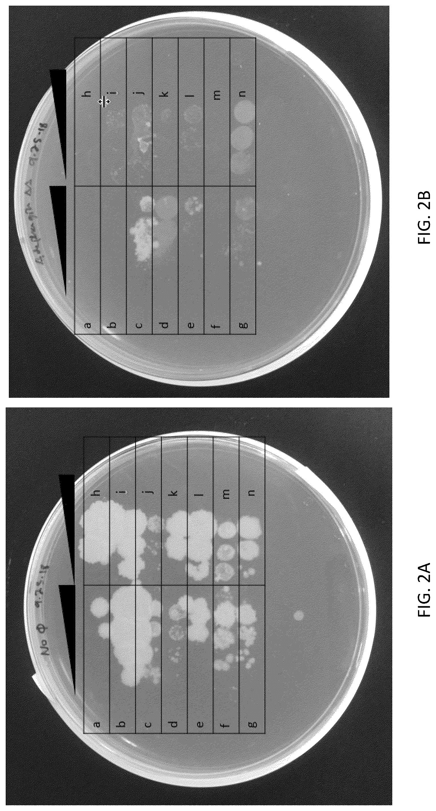 Patent US12576118 Figure 2 – Bacteriophages for the treatment of tuberculosis