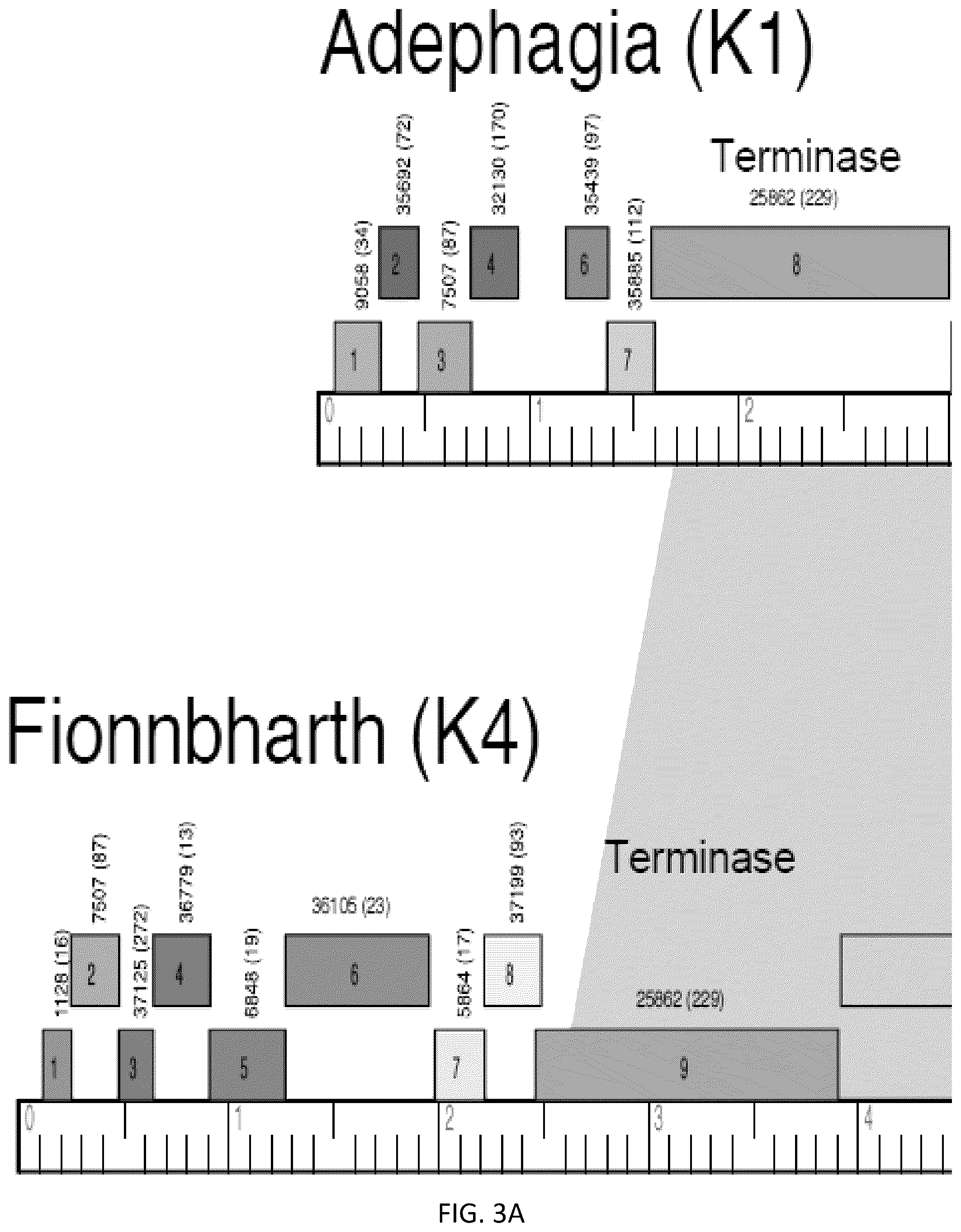 Patent US12576118 Figure 3 – Bacteriophages for the treatment of tuberculosis
