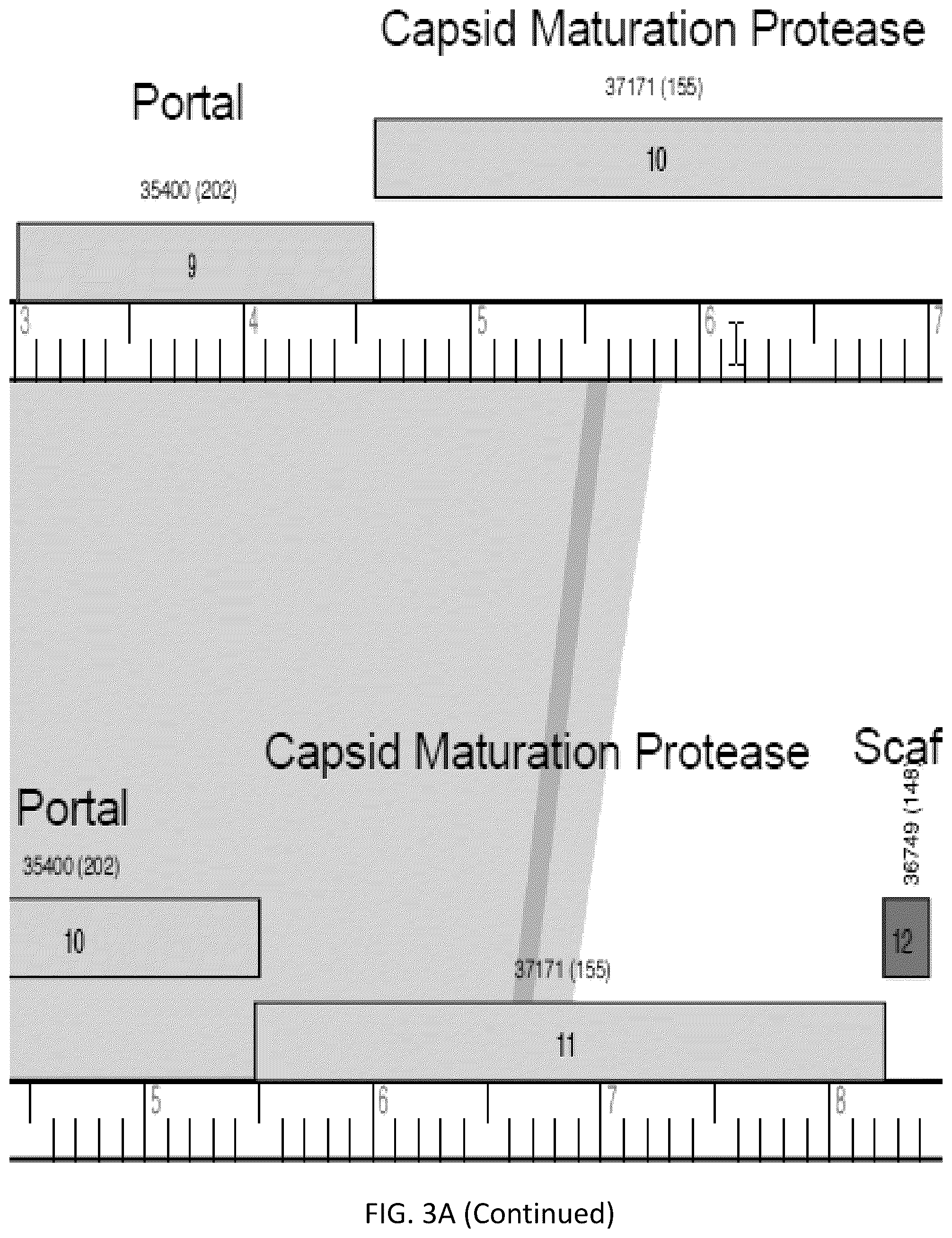 Patent US12576118 Figure 4 – Bacteriophages for the treatment of tuberculosis