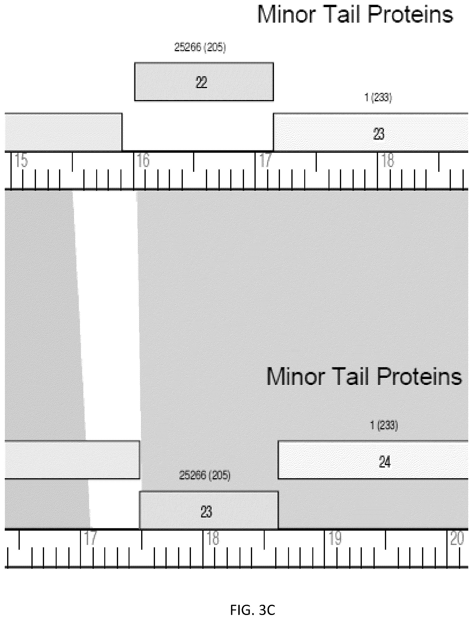 Patent US12576118 Figure 7 – Bacteriophages for the treatment of tuberculosis