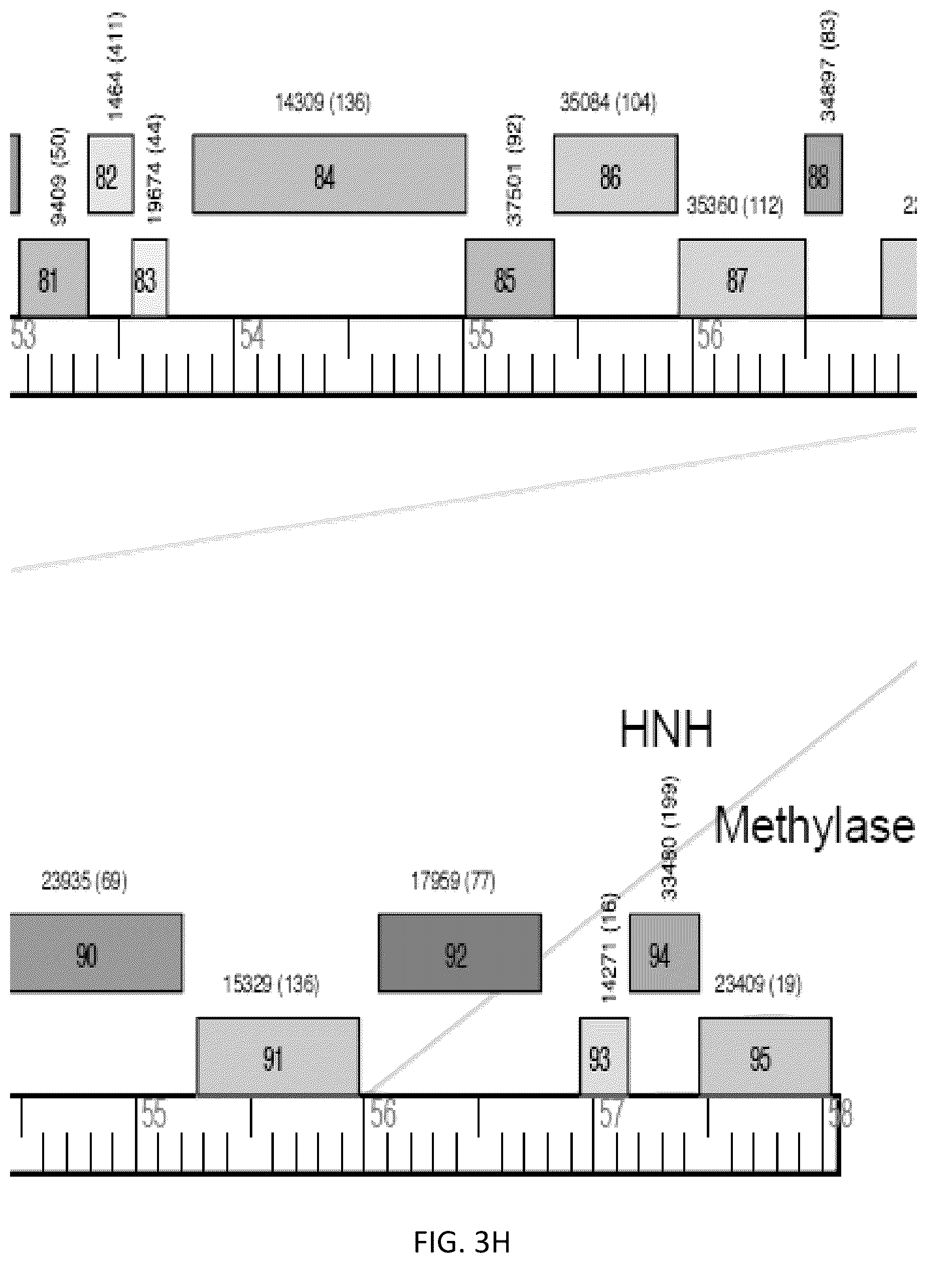 Patent US12576118 Figure 17 – Bacteriophages for the treatment of tuberculosis