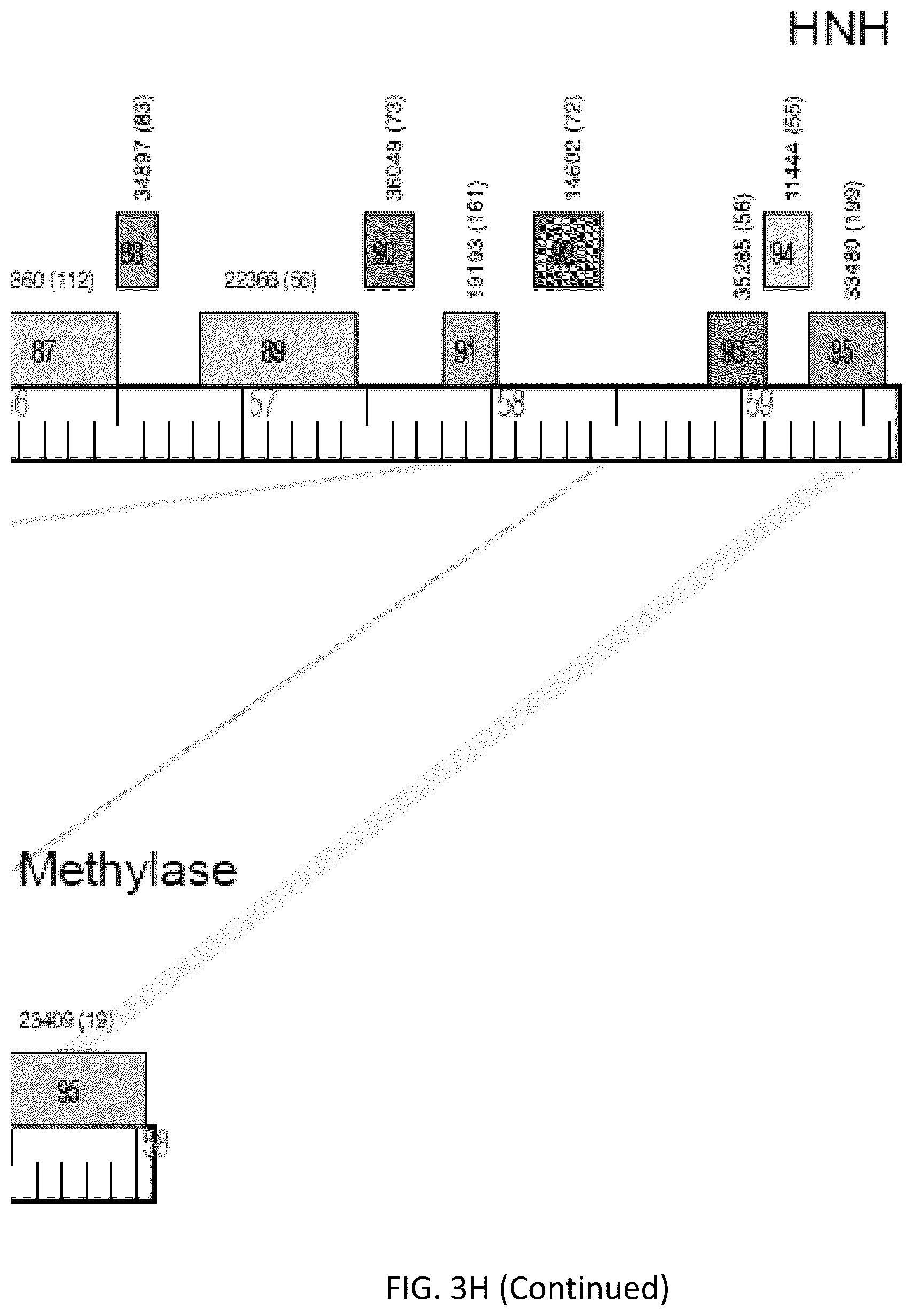 Patent US12576118 Figure 18 – Bacteriophages for the treatment of tuberculosis