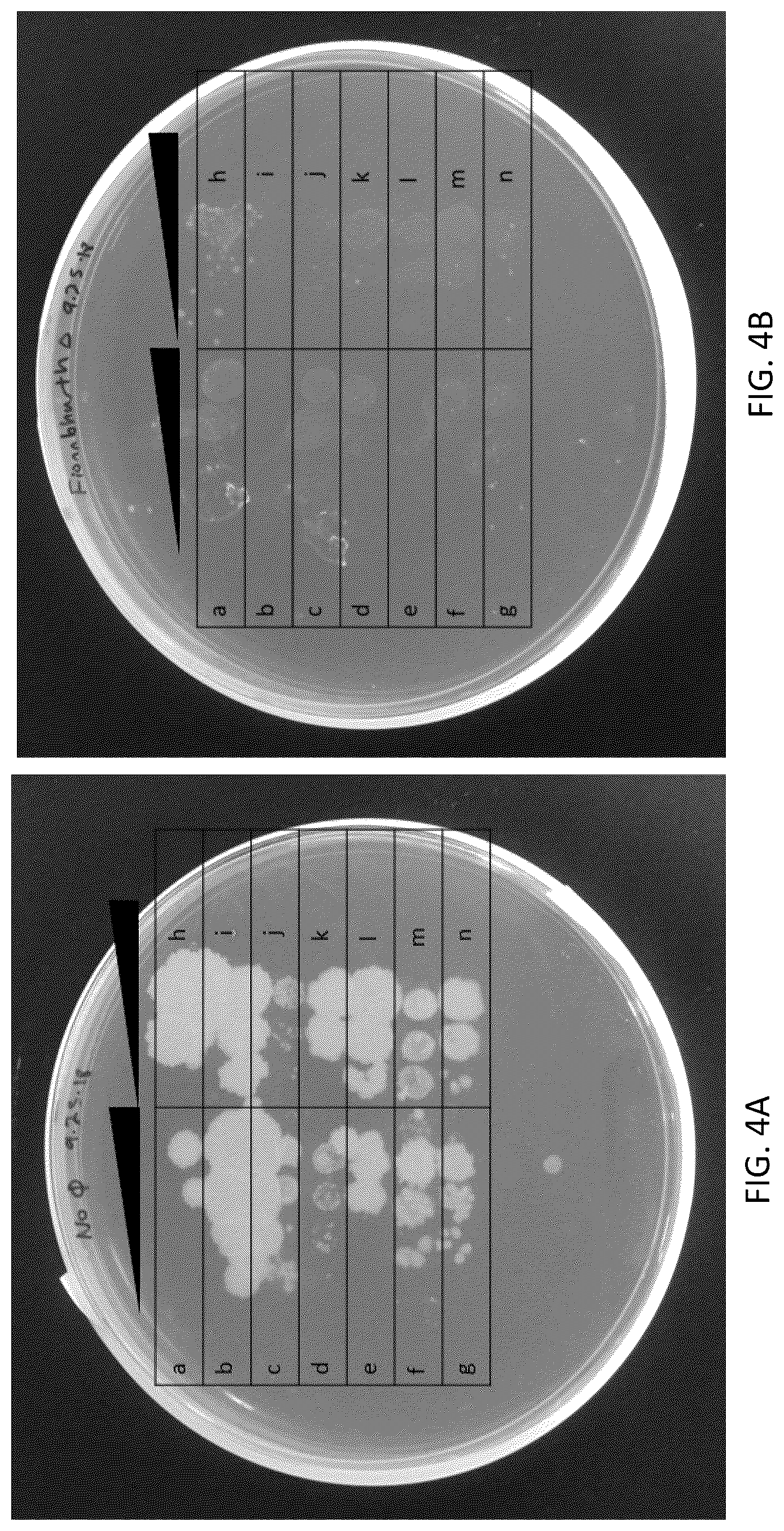 Patent US12576118 Figure 19 – Bacteriophages for the treatment of tuberculosis