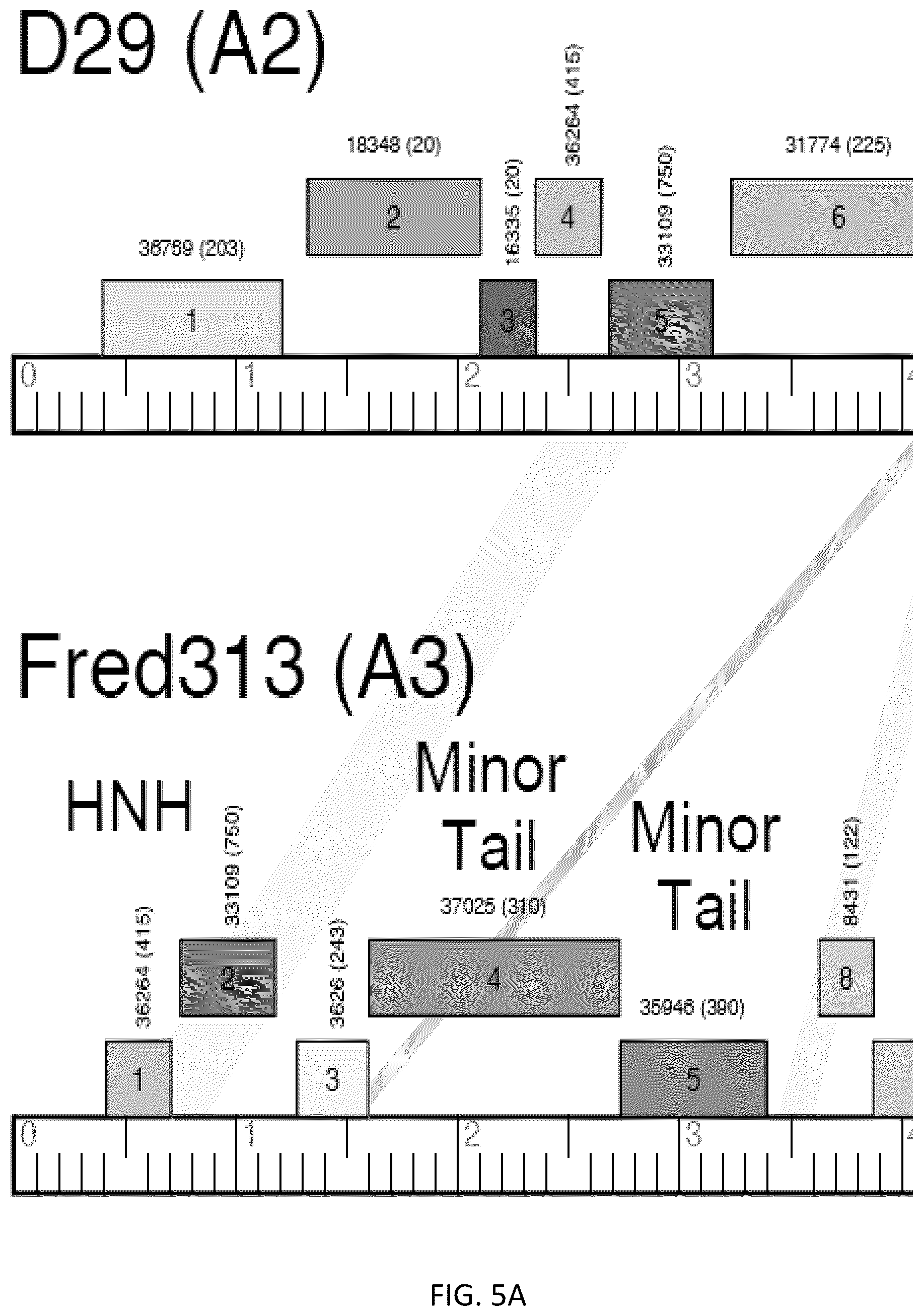 Patent US12576118 Figure 20 – Bacteriophages for the treatment of tuberculosis