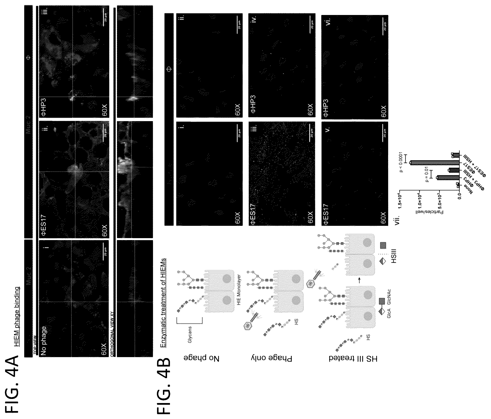 Patent US12576119 Figure 4 – Bacteriophage compositions and methods for treatment of bacterial infections