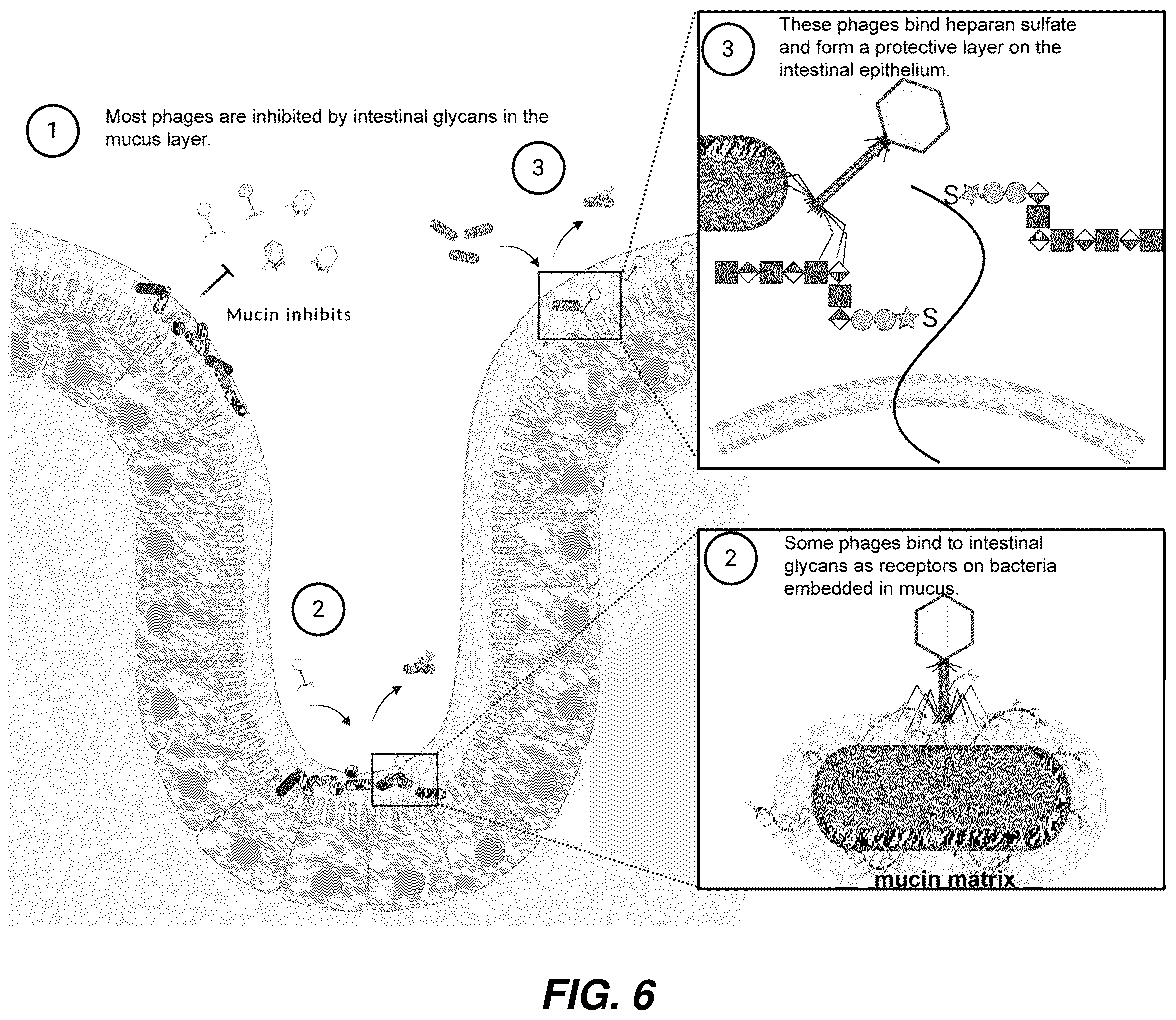 Patent US12576119 Figure 6 – Bacteriophage compositions and methods for treatment of bacterial infections