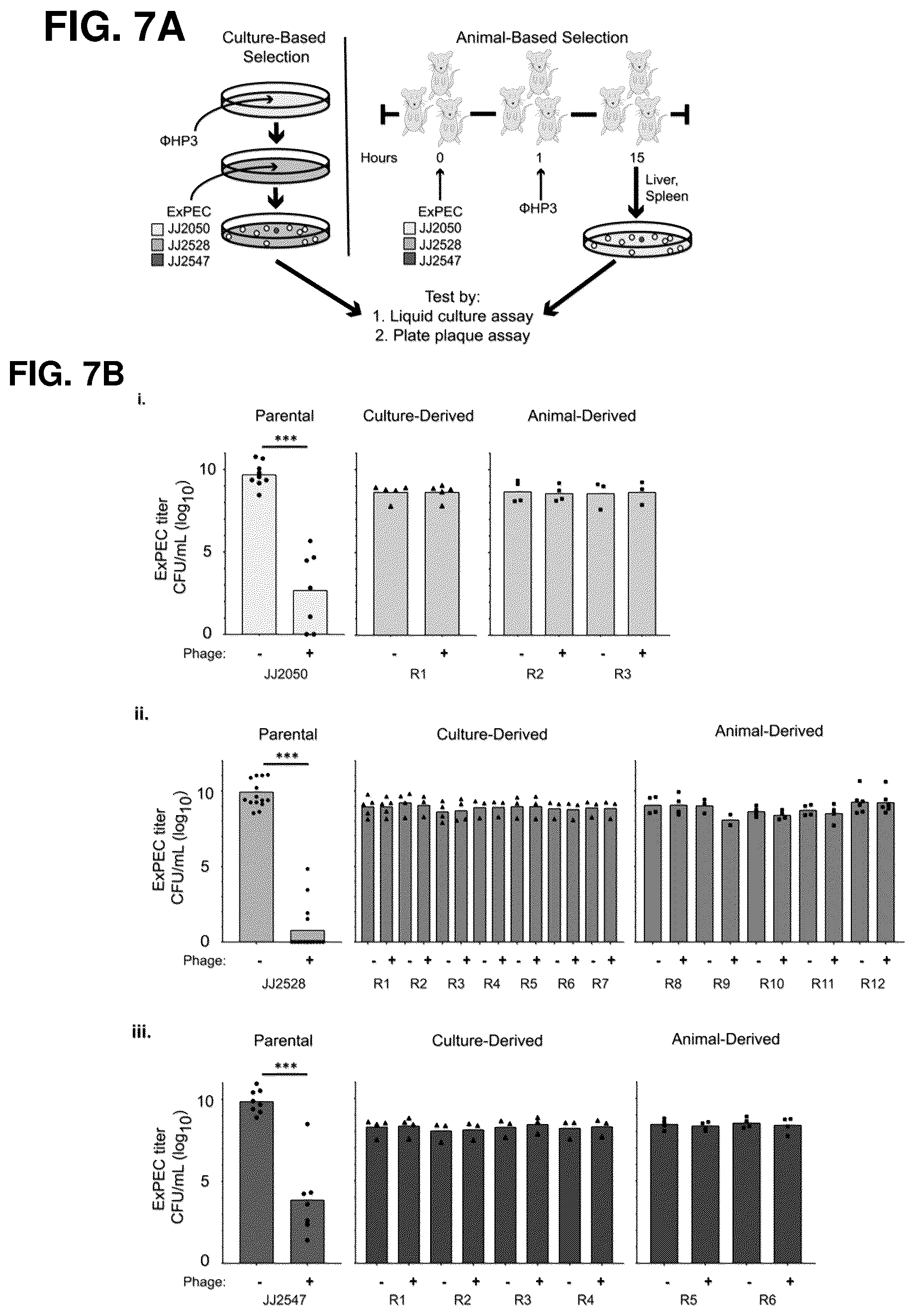 Patent US12576119 Figure 7 – Bacteriophage compositions and methods for treatment of bacterial infections
