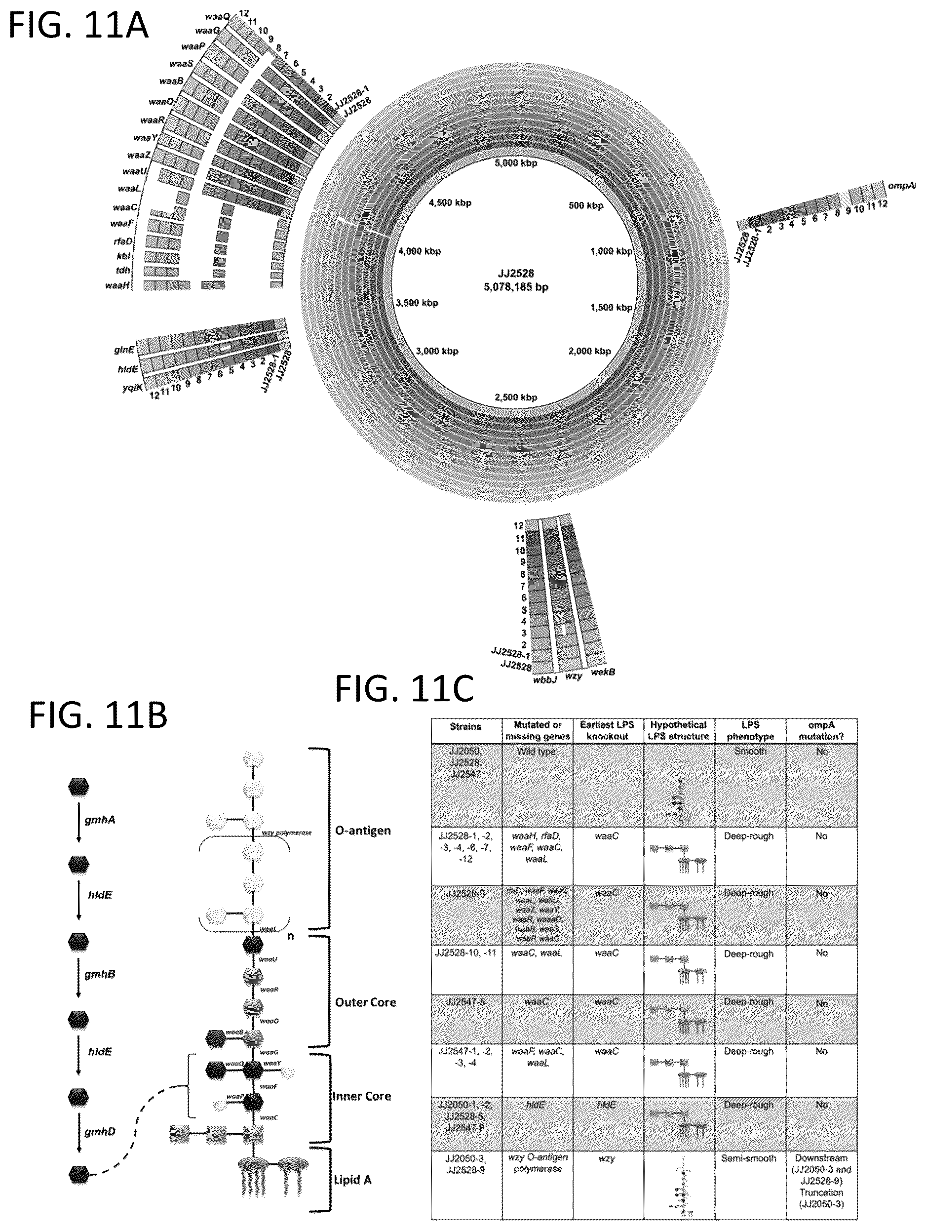 Patent US12576119 Figure 11 – Bacteriophage compositions and methods for treatment of bacterial infections