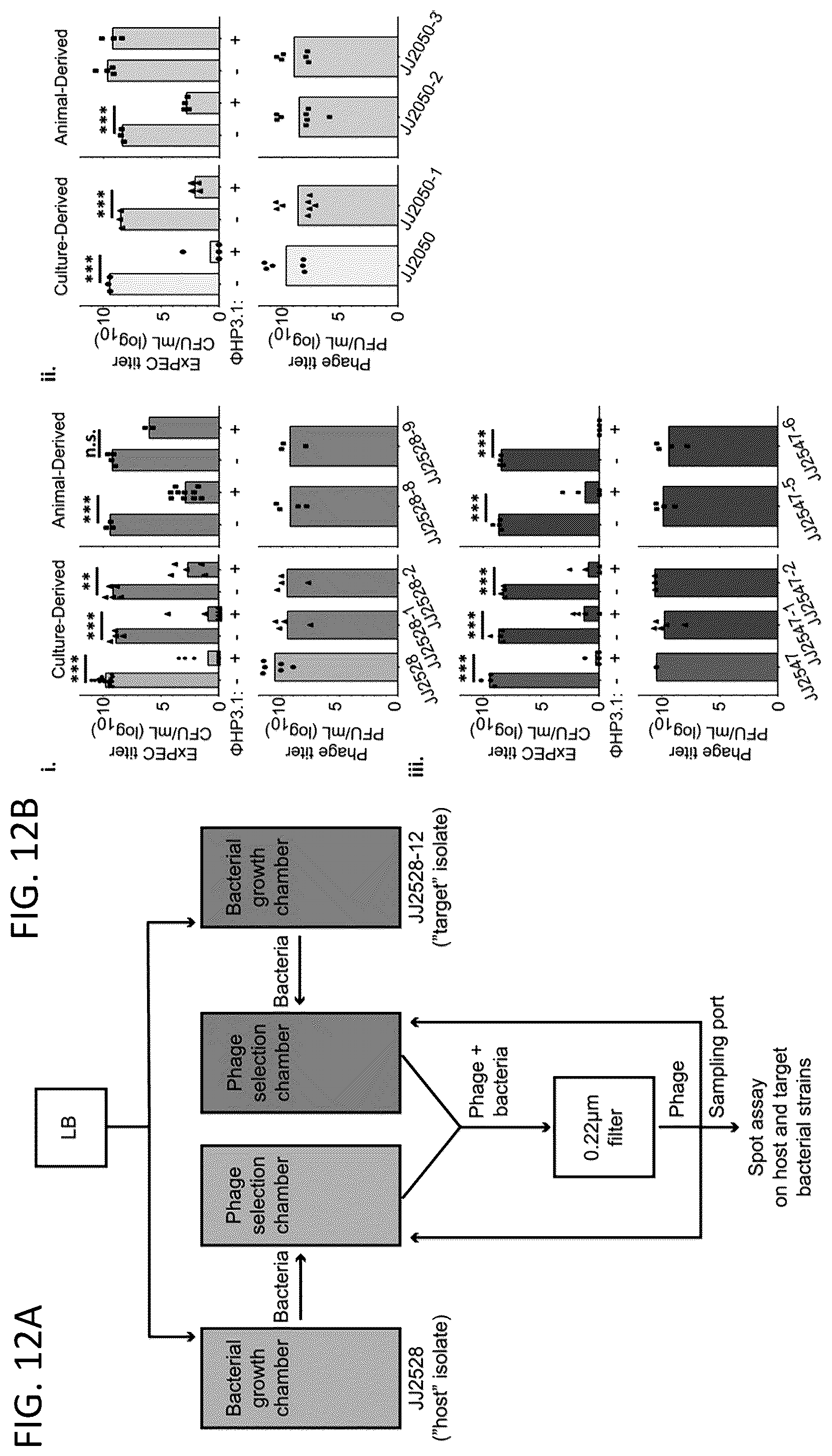 Patent US12576119 Figure 12 – Bacteriophage compositions and methods for treatment of bacterial infections