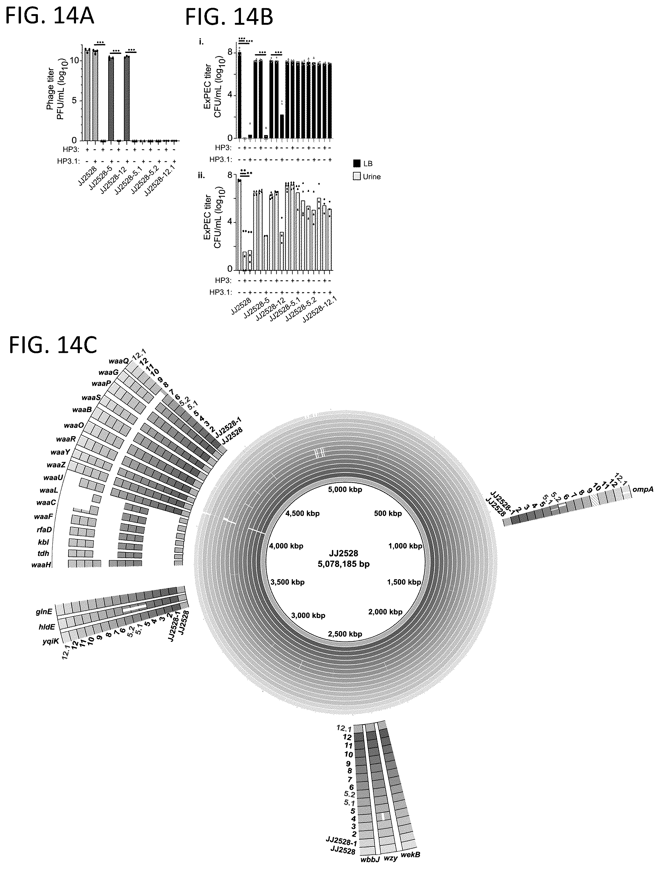 Patent US12576119 Figure 14 – Bacteriophage compositions and methods for treatment of bacterial infections