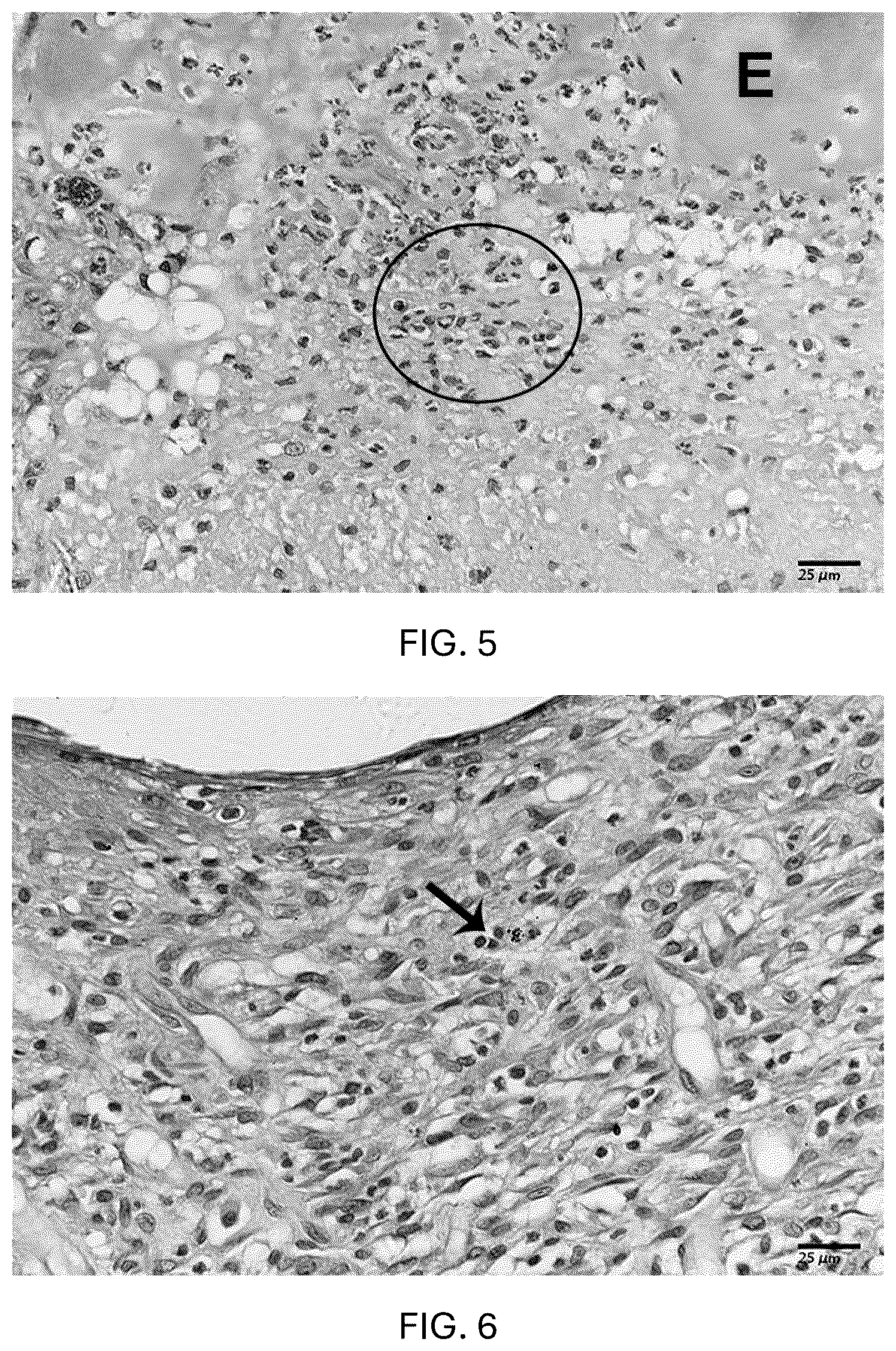 Patent US12576121 Figure 4 – Acacia nilotica based hydrogel and method of making the same