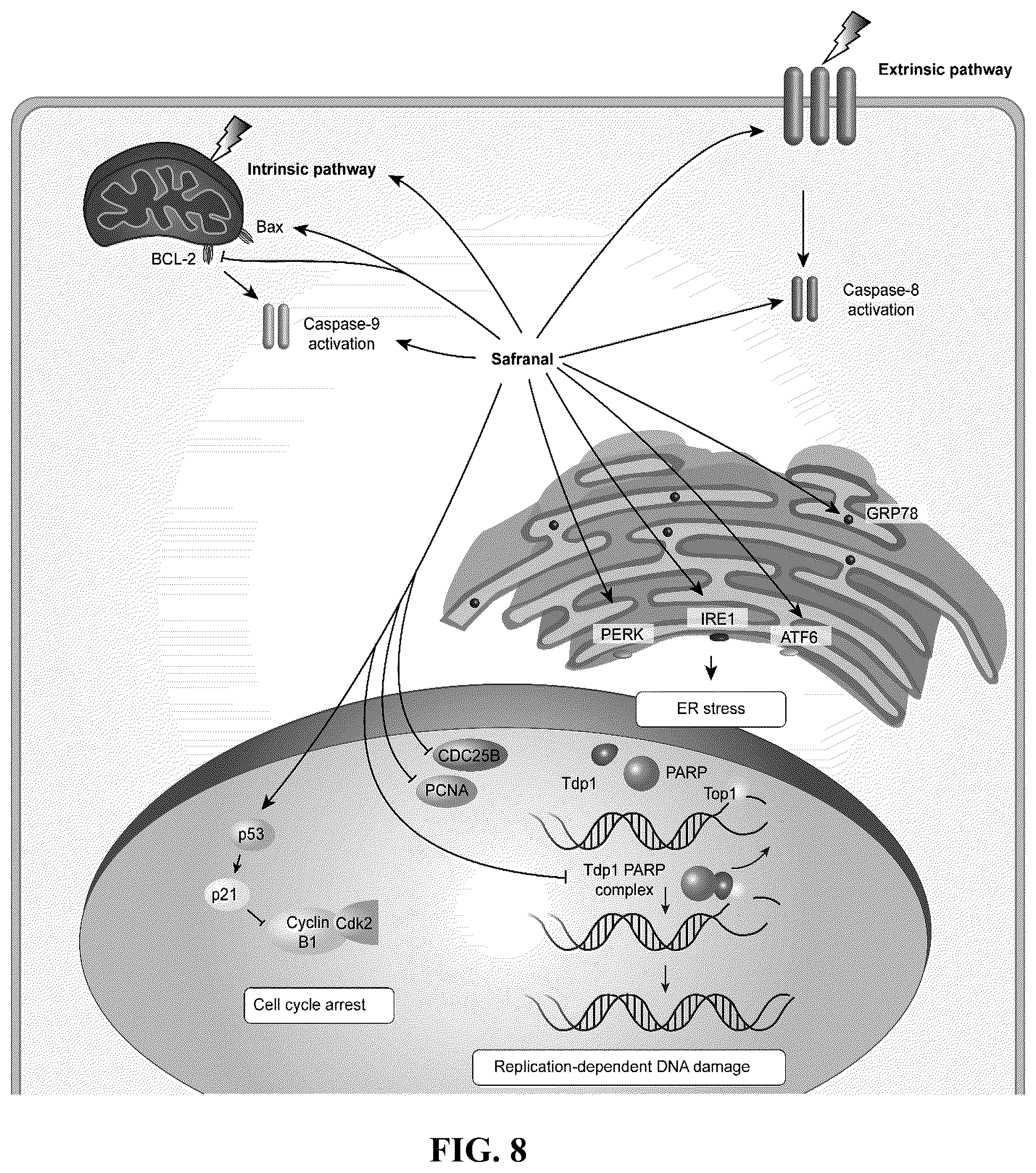 Patent US12576122 Figure 15 – Combination therapy for cancer