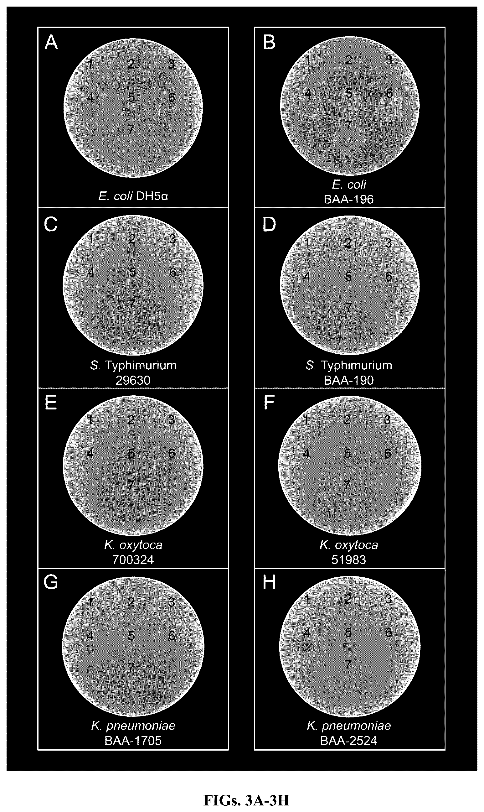 Patent US12576128 Figure 2 – Genetically engineered microorganisms and methods of use
