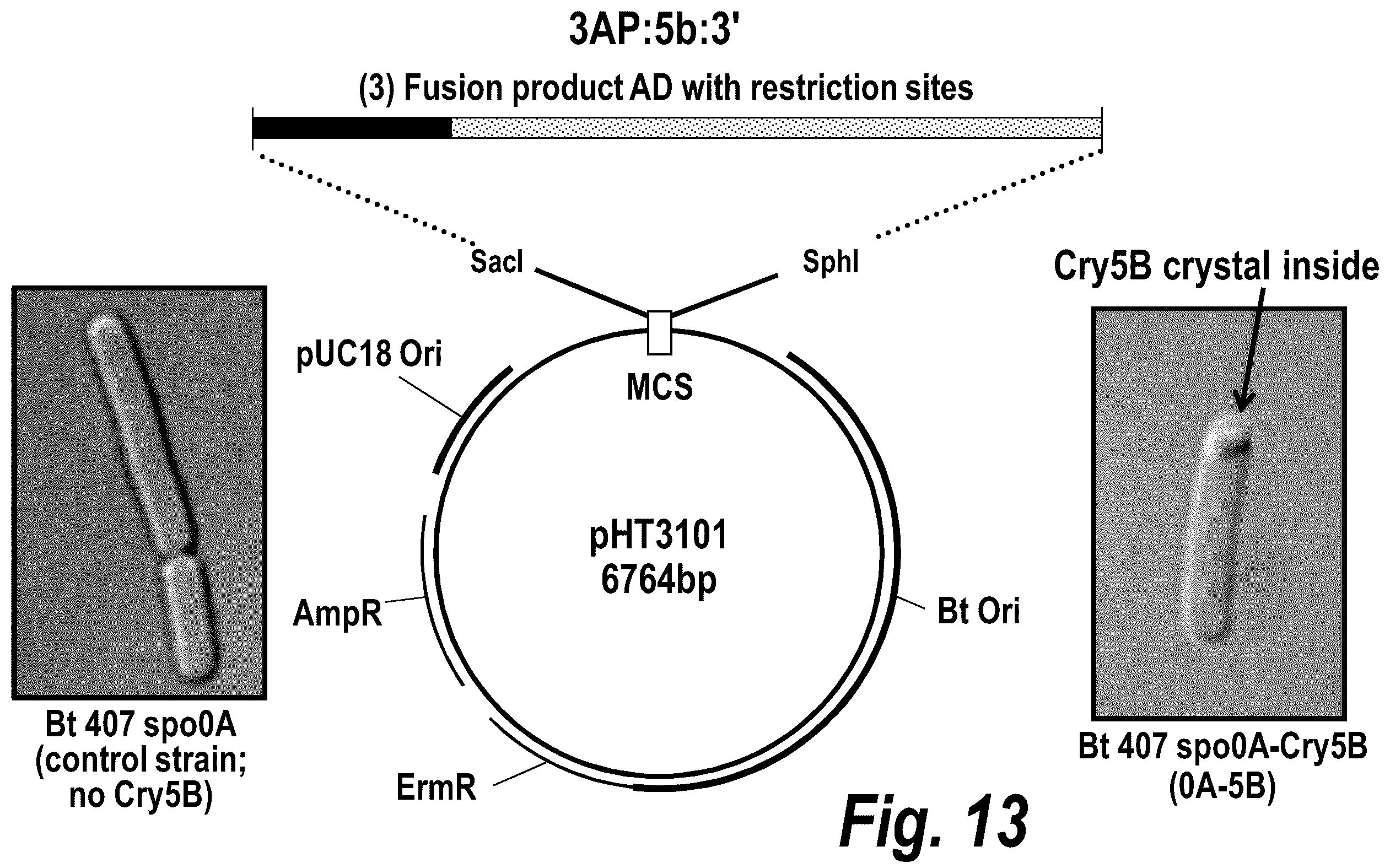Patent US12576129 Figure 16 – Anthelmintic compositions and methods