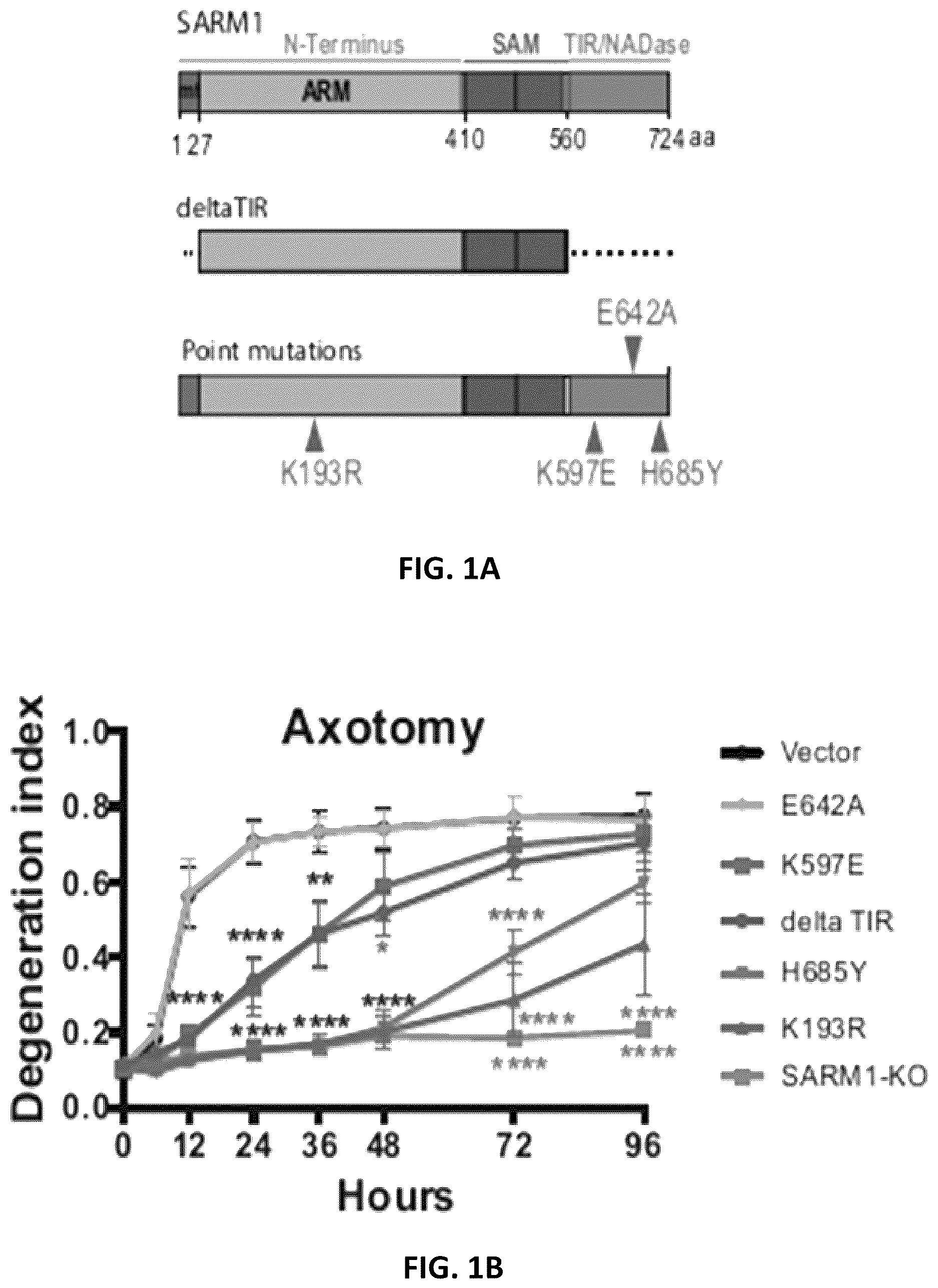 Patent US12576130 Figure 1 – Dominant negative SARM1 molecules comprising a substitution at position 189, 190, 193, 194, 570 and/or 685 of SARM1