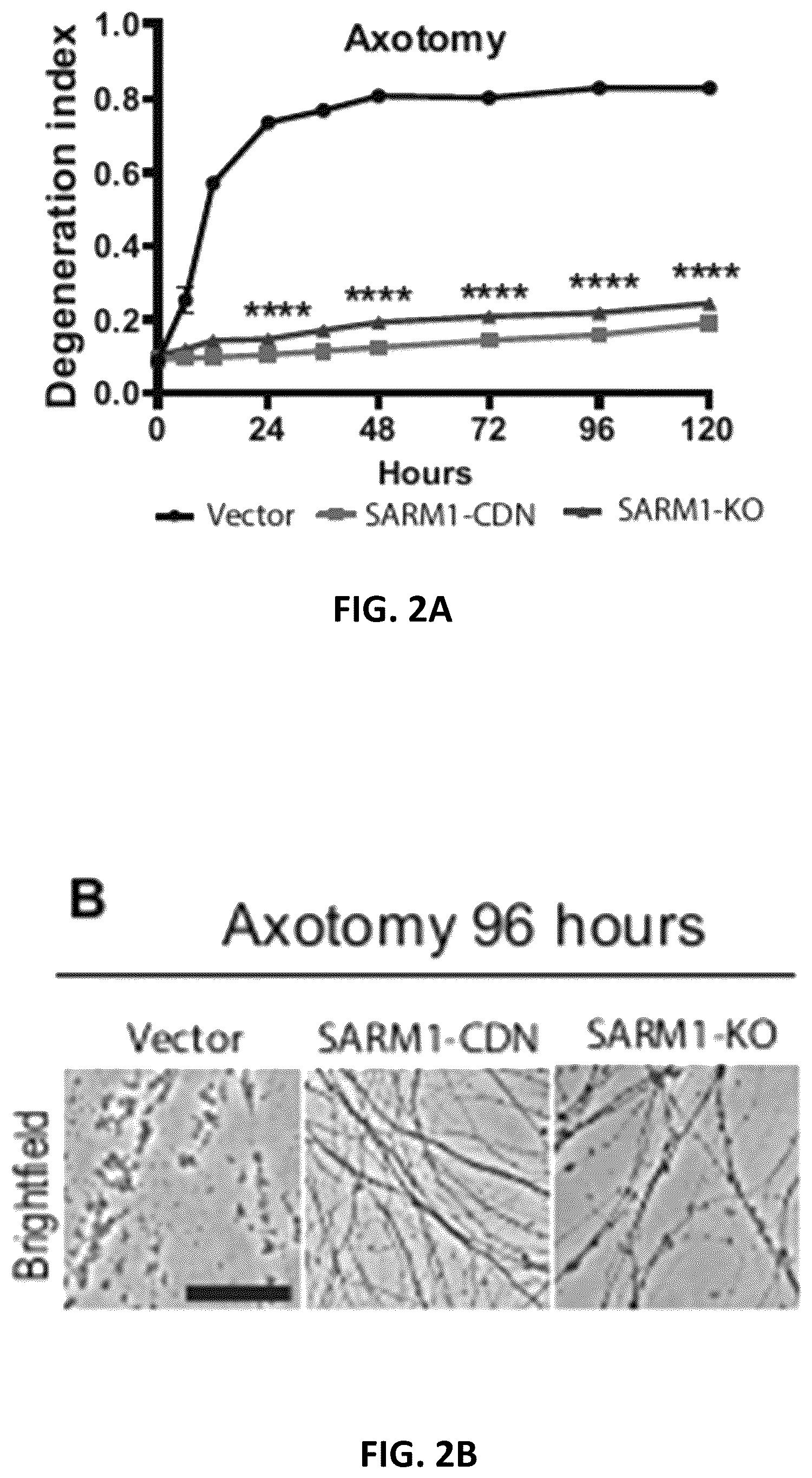 Patent US12576130 Figure 4 – Dominant negative SARM1 molecules comprising a substitution at position 189, 190, 193, 194, 570 and/or 685 of SARM1